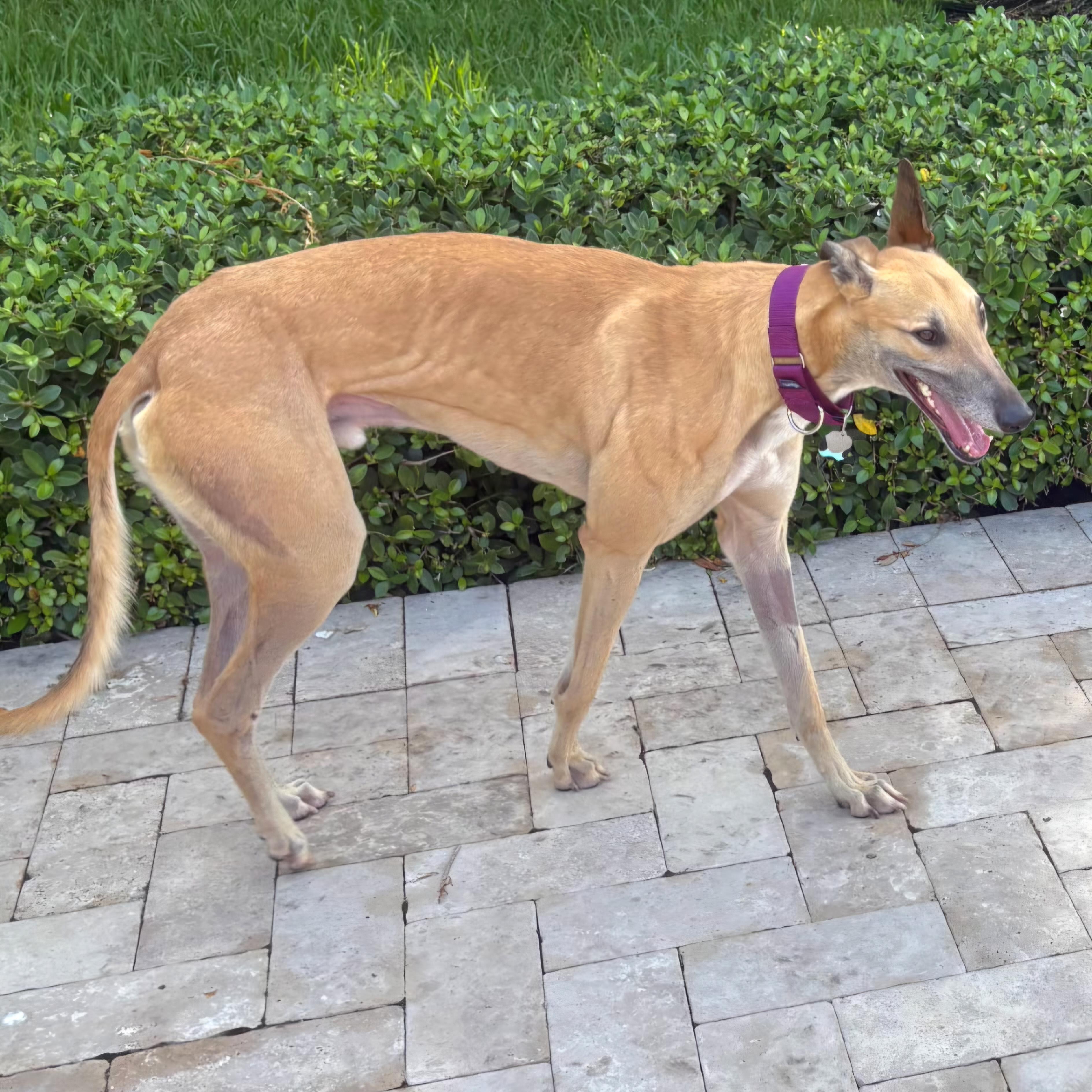 Enlarge FF Inferno (Dante), a Adopted Greyhound in Tarpon Springs, FL image 5/5