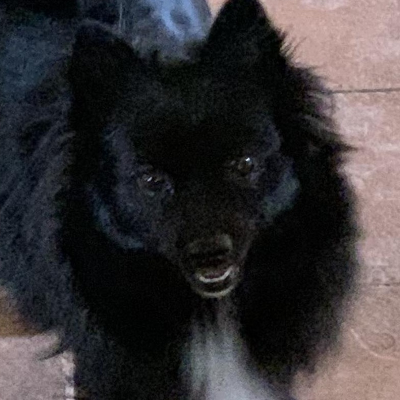 Enlarge Riot!, a Adopted Pomeranian in Santa Cruz, CA image 6/6