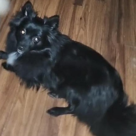 Enlarge Riot!, a Adopted Pomeranian in Santa Cruz, CA image 2/6