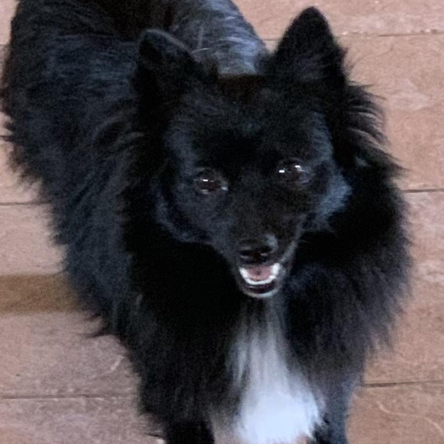 Riot!, Adopted, Young Female Pomeranian.