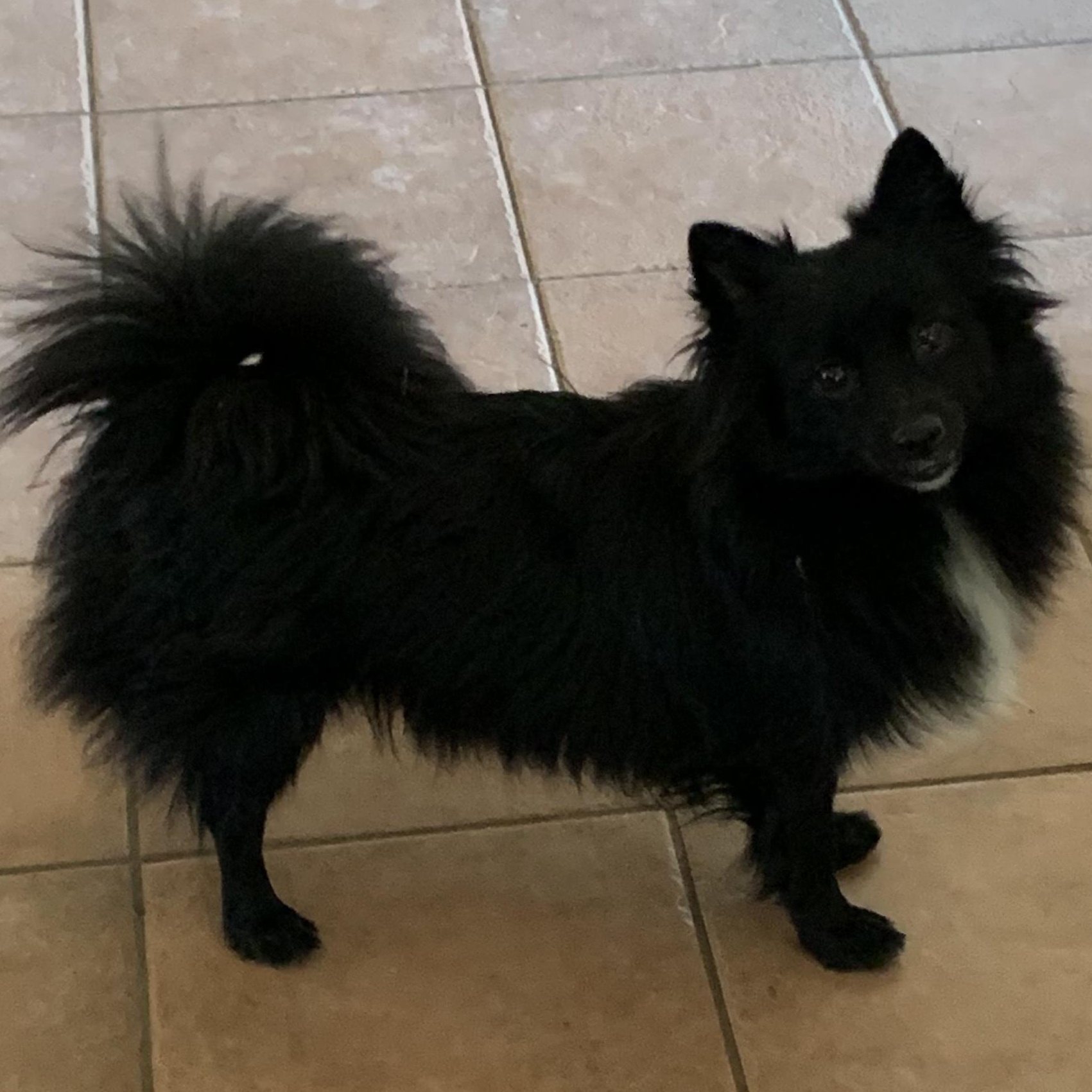 Enlarge Riot!, a Adopted Pomeranian in Santa Cruz, CA image 3/6