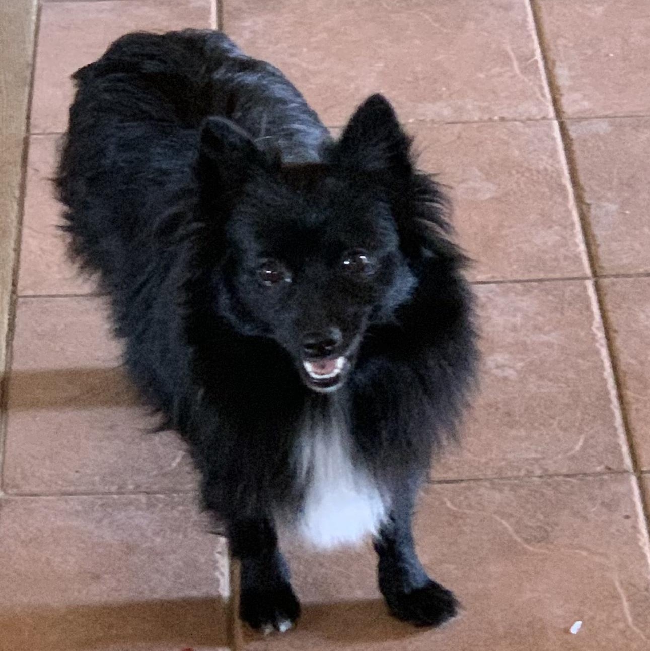 Enlarge Riot!, a Adopted Pomeranian in Santa Cruz, CA image 5/6