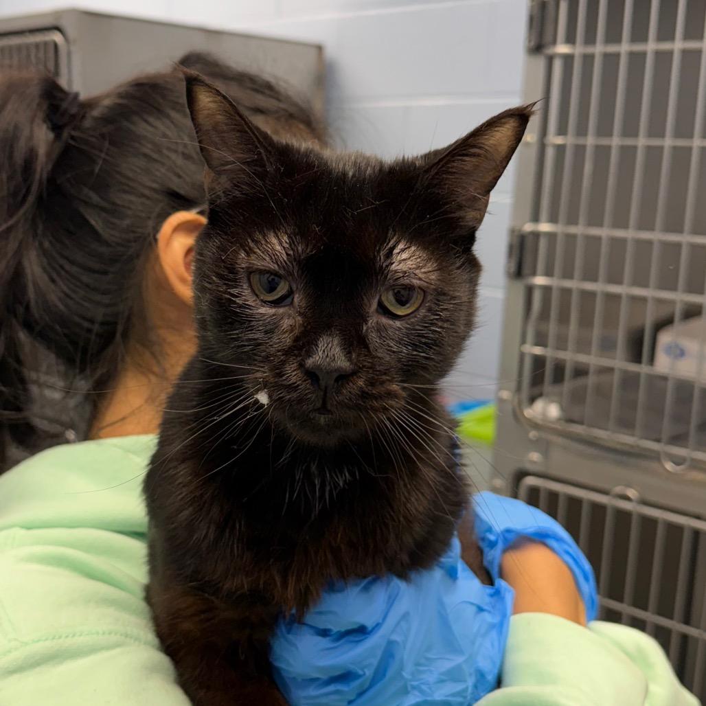 Enlarge The Great Catsby, a Adoptable Domestic Short Hair in Martinsville, VA image 1/1