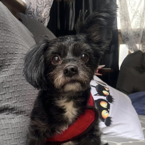 Enlarge Jake, a Adoptable mixed breed in Yaphank, NY image 2/4