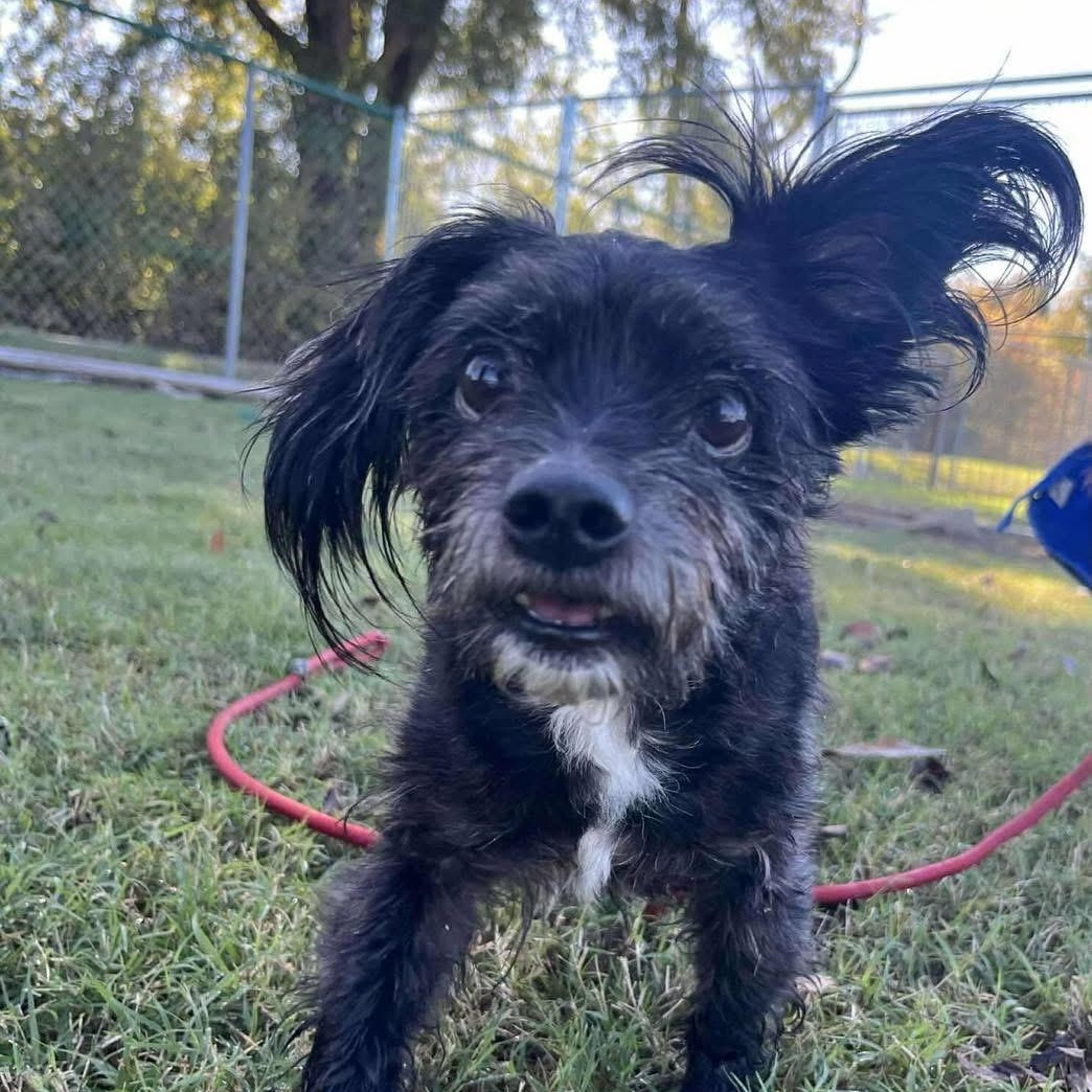 Enlarge Jake, a Adoptable mixed breed in Yaphank, NY image 3/4