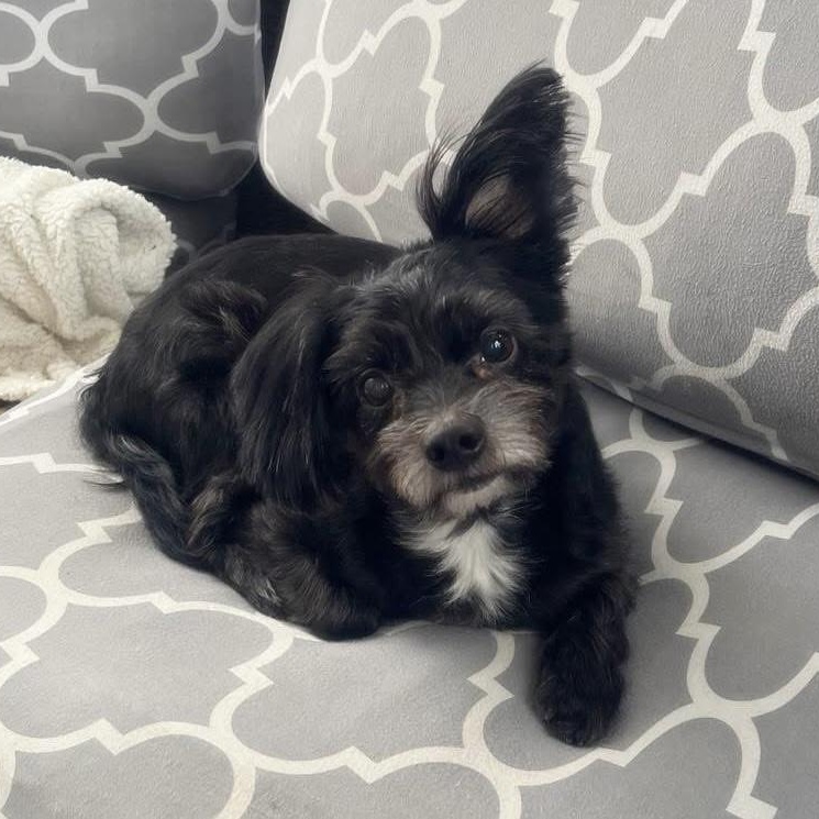 Jake, Adoptable, Adult Male Yorkshire Terrier & Mixed Breed.