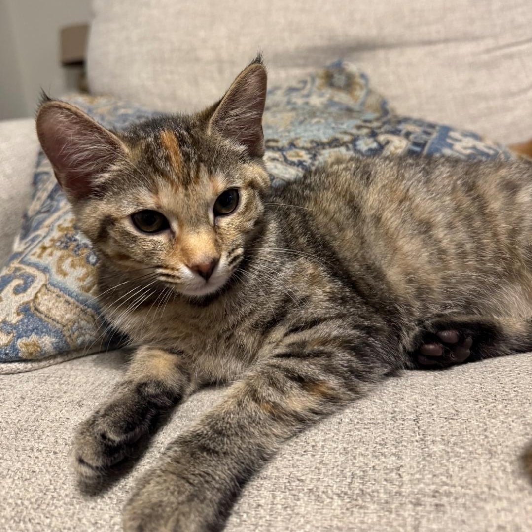 Enlarge Ristra, a Adoptable Domestic Short Hair in Warr Acres, OK image 2/4