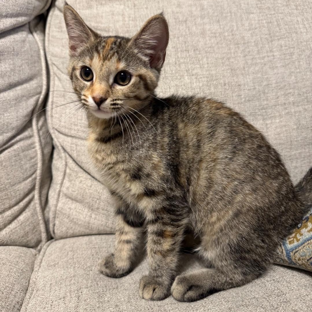 Enlarge Ristra, a Adoptable Domestic Short Hair in Warr Acres, OK image 4/4