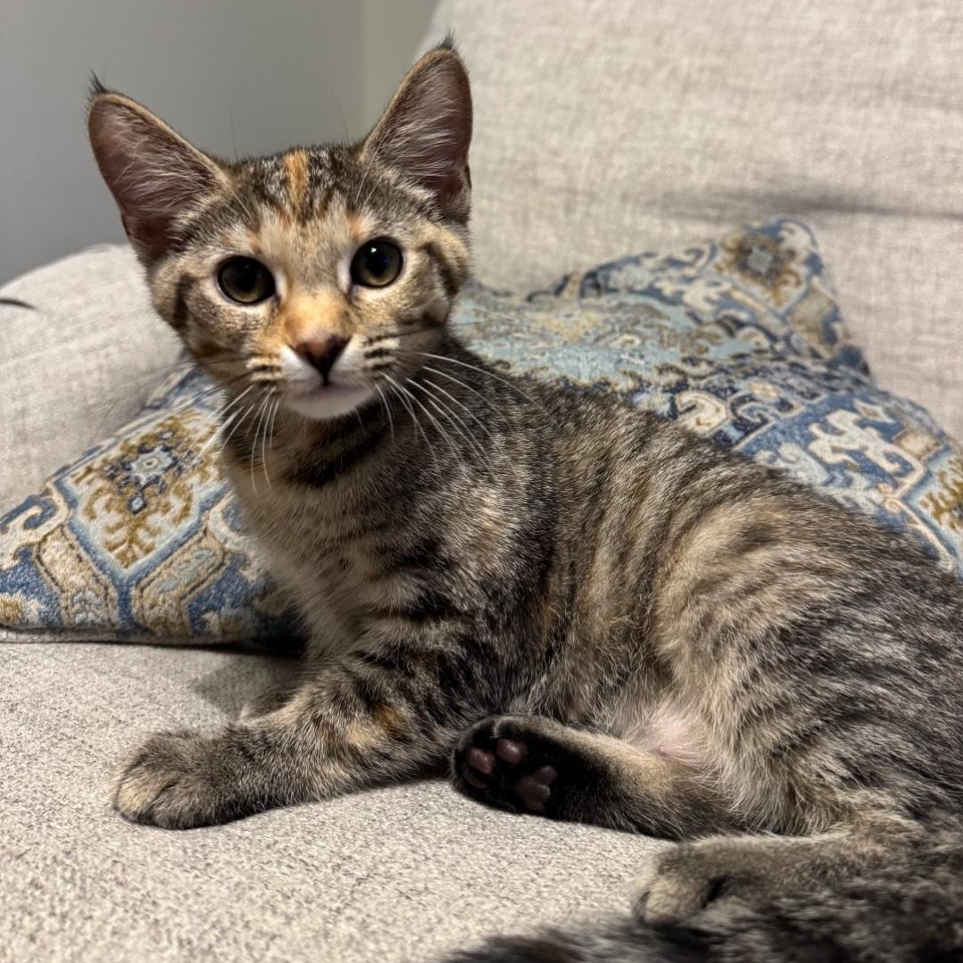 Enlarge Ristra, a Adoptable Domestic Short Hair in Warr Acres, OK image 3/4