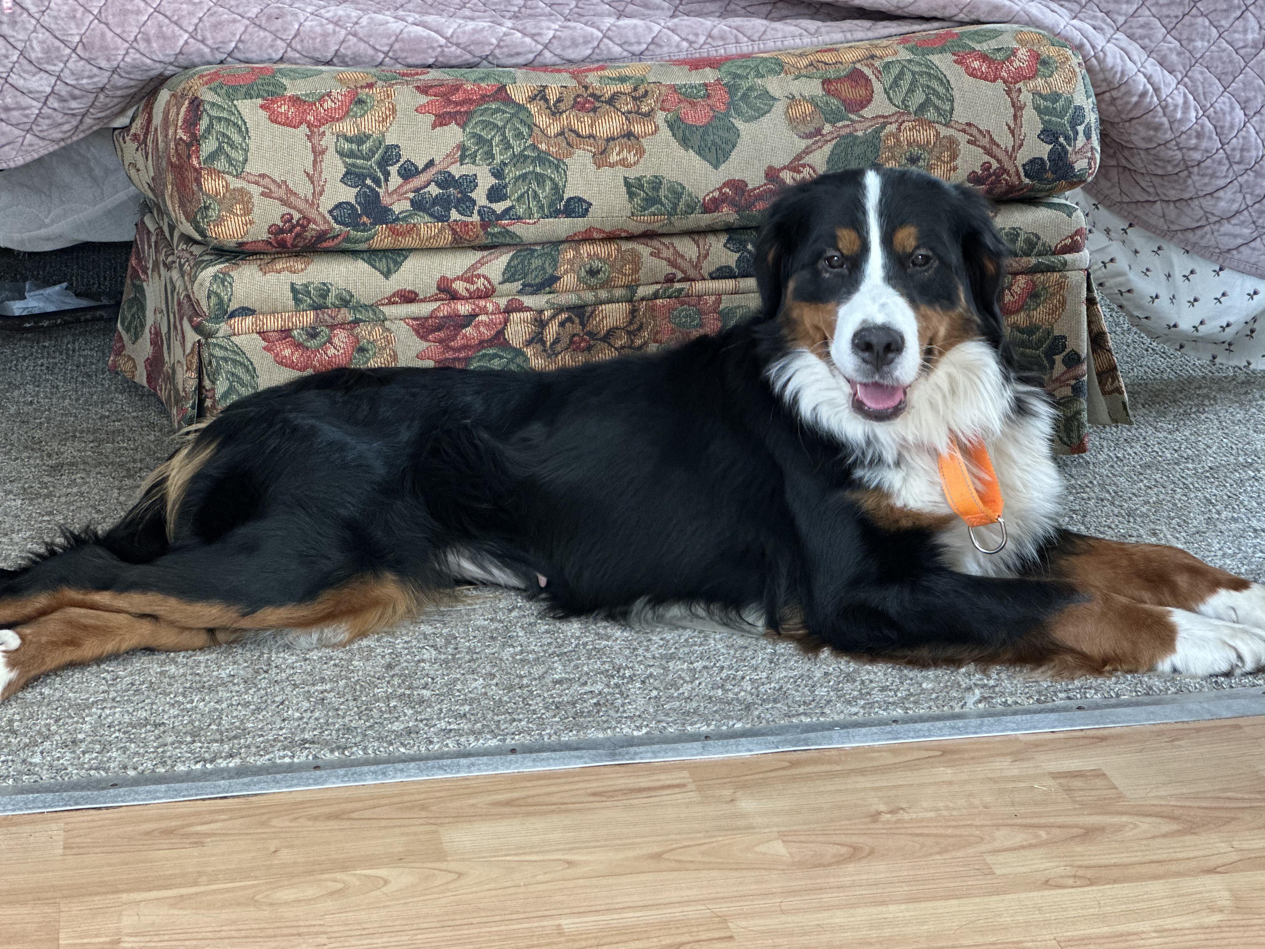 Billie, Adult Female Bernese Mountain Dog