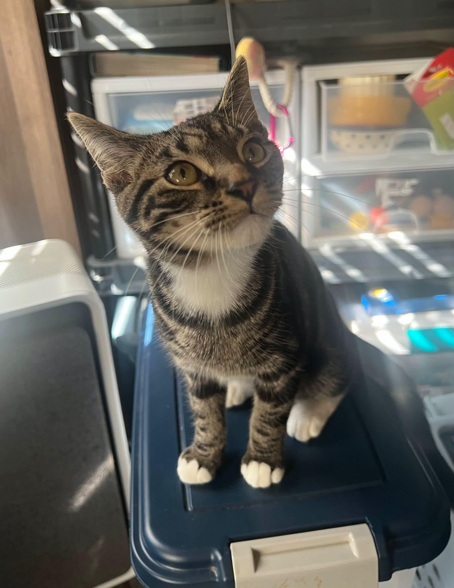 Charlie photo