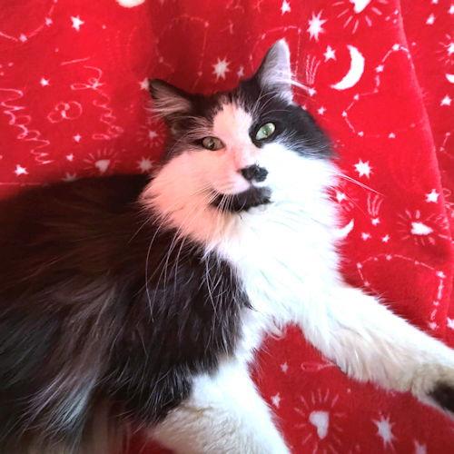 Tommy Boy, Adopted, Young Male Domestic Long Hair.