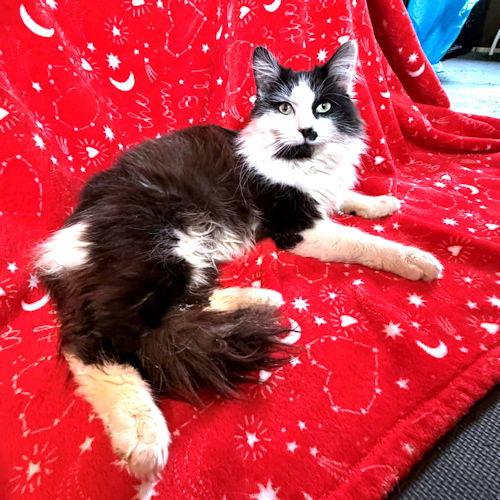 Enlarge Tommy Boy, a Adopted Domestic Long Hair in Rutherfordton, NC image 2/3