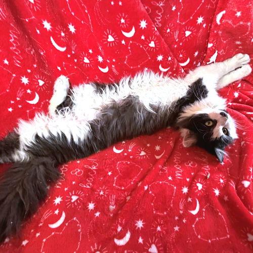 Enlarge Tommy Boy, a Adopted Domestic Long Hair in Rutherfordton, NC image 3/3