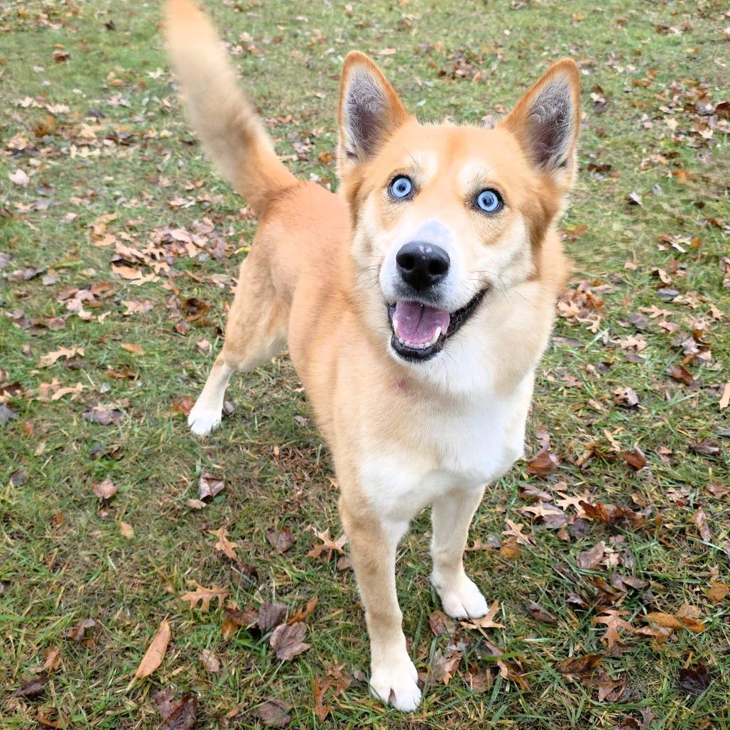 Enlarge Zion, a Adoptable Husky in Michigan City, IN image 1/6