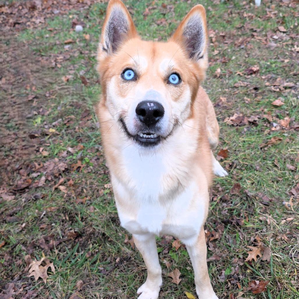 Enlarge Zion, a Adoptable Husky in Michigan City, IN image 2/6