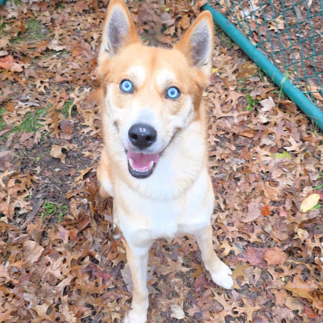 Enlarge Zion, a Adoptable Husky in Michigan City, IN image 4/6