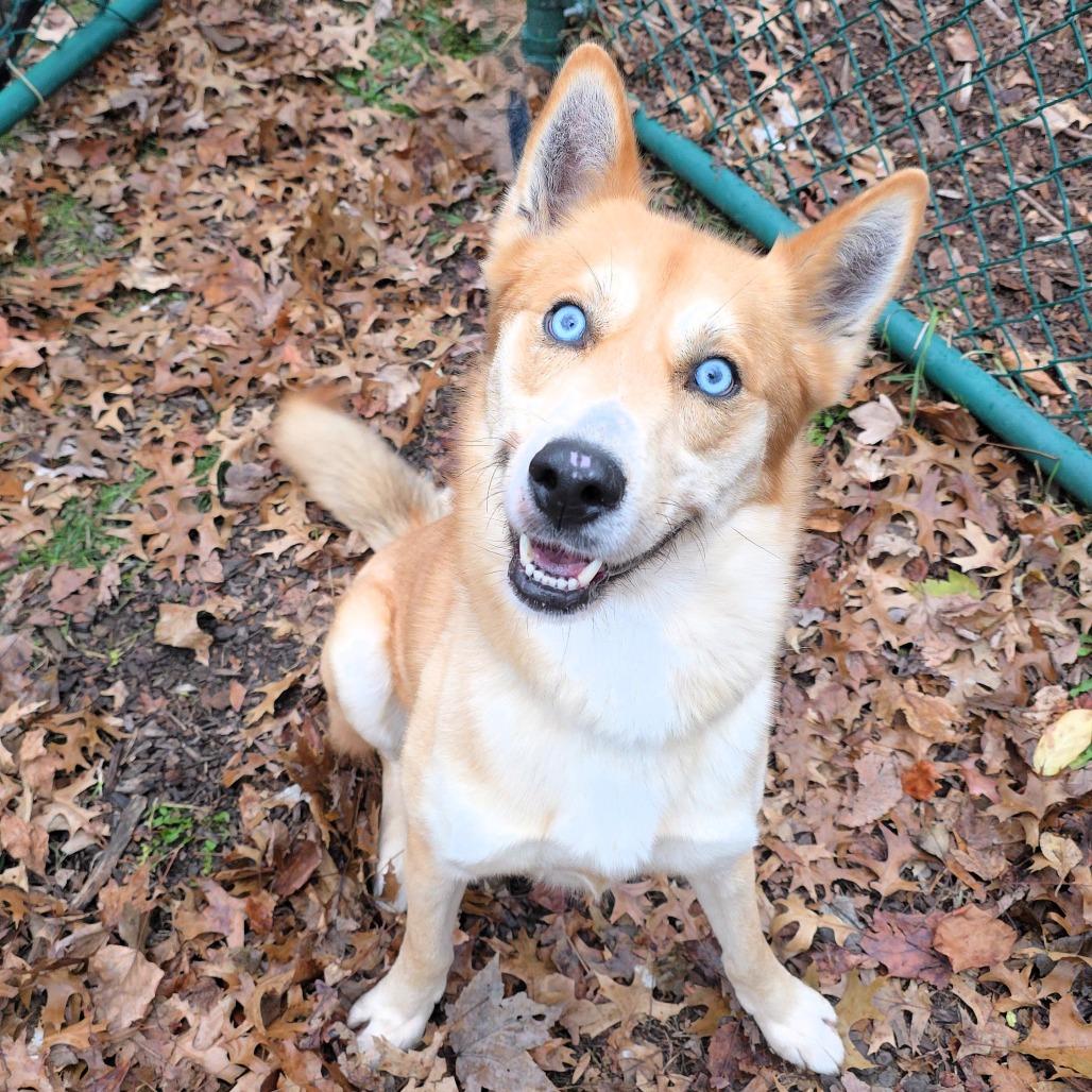 Enlarge Zion, a Adoptable Husky in Michigan City, IN image 5/6