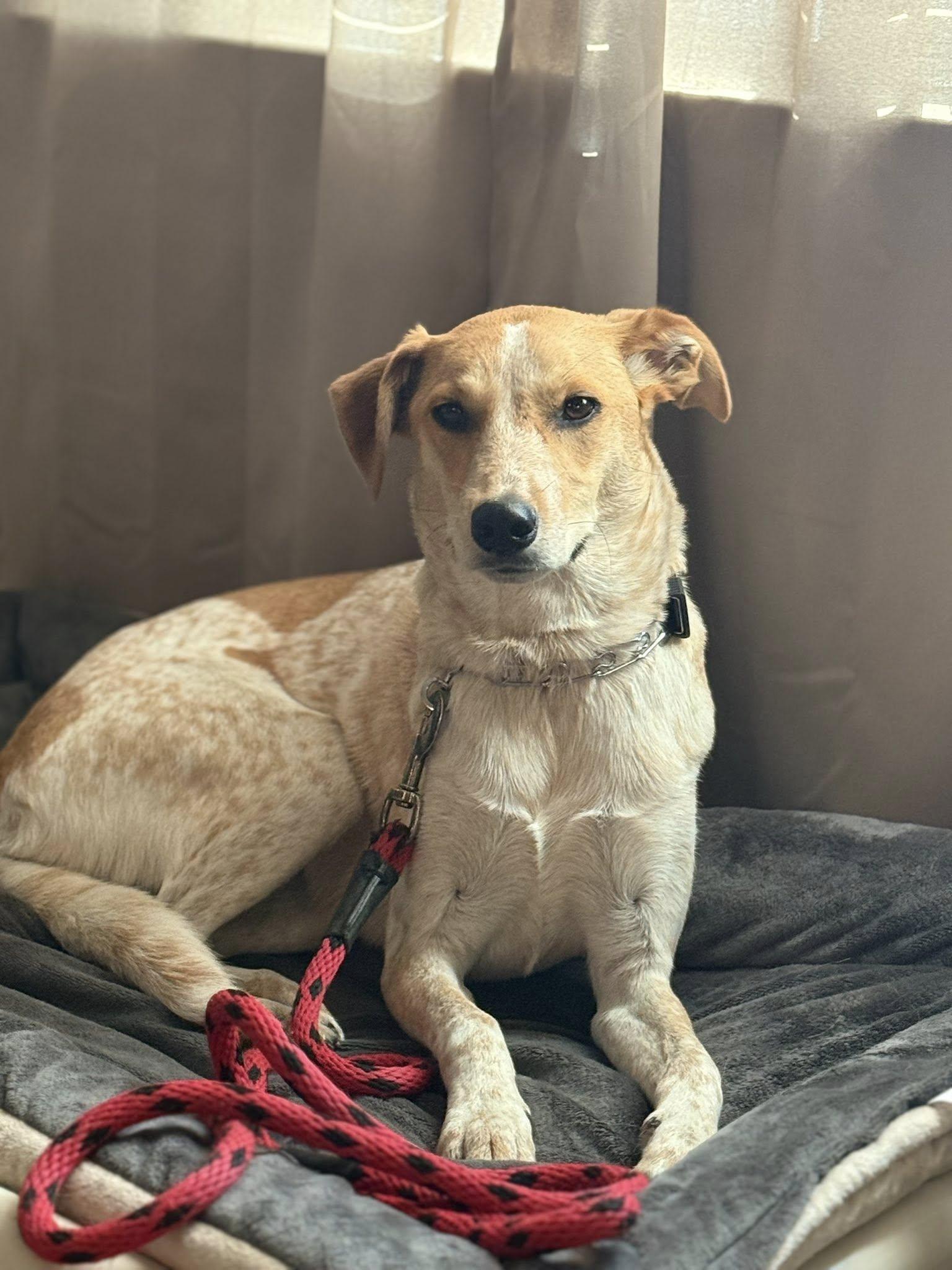 Enlarge Ivy, an adoptable mixed breed in Temple, TX image 3/6