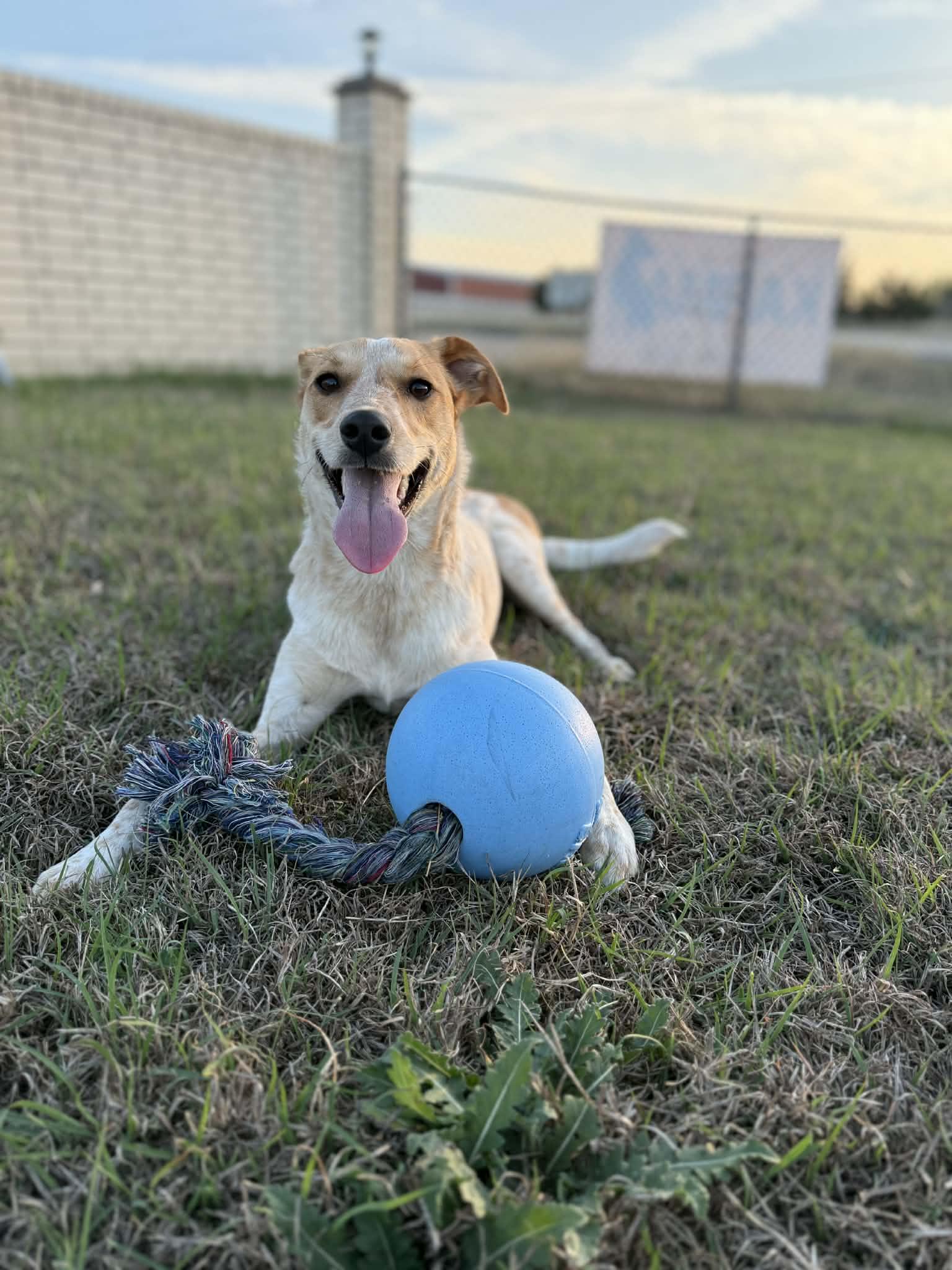 Enlarge Ivy, an adoptable mixed breed in Temple, TX image 6/6