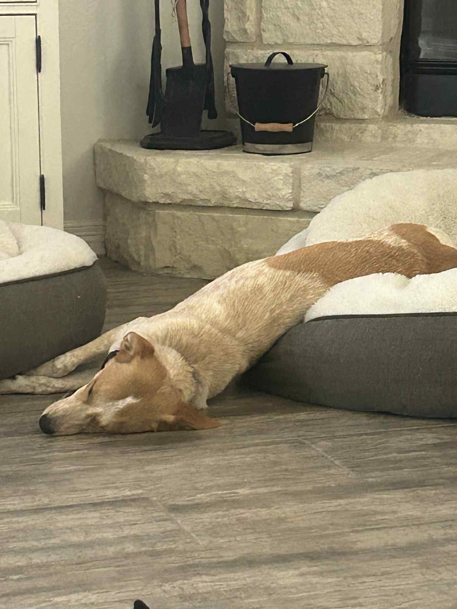 Ivy, a Adoptable mixed breed in Temple, TX image 4/5