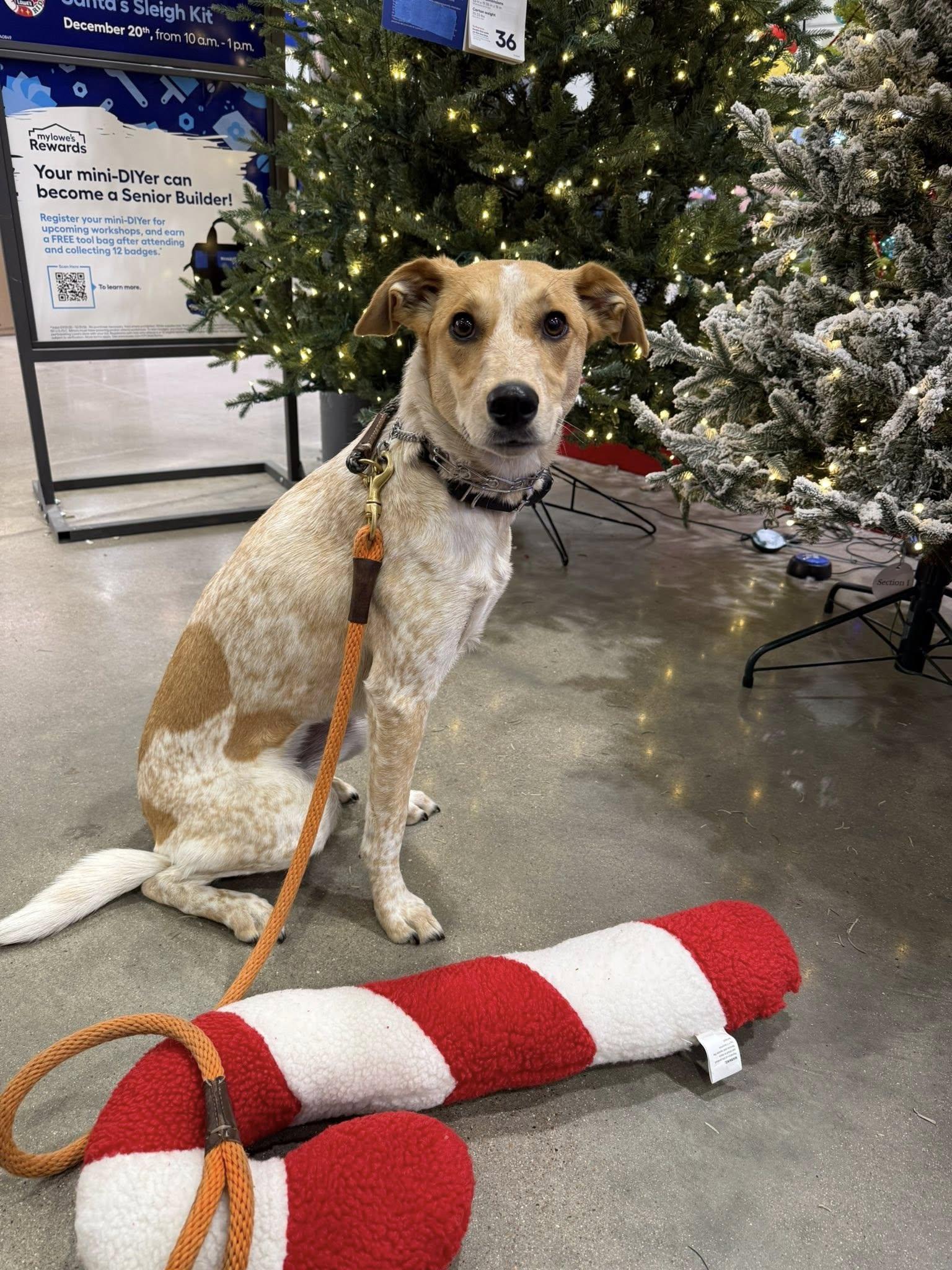Enlarge Ivy, an adoptable mixed breed in Temple, TX image 5/6