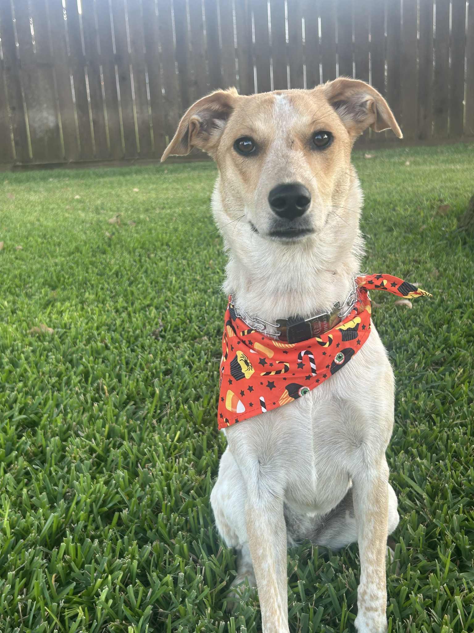 Ivy, Adoptable, Young Female Australian Cattle Dog / Blue Heeler.