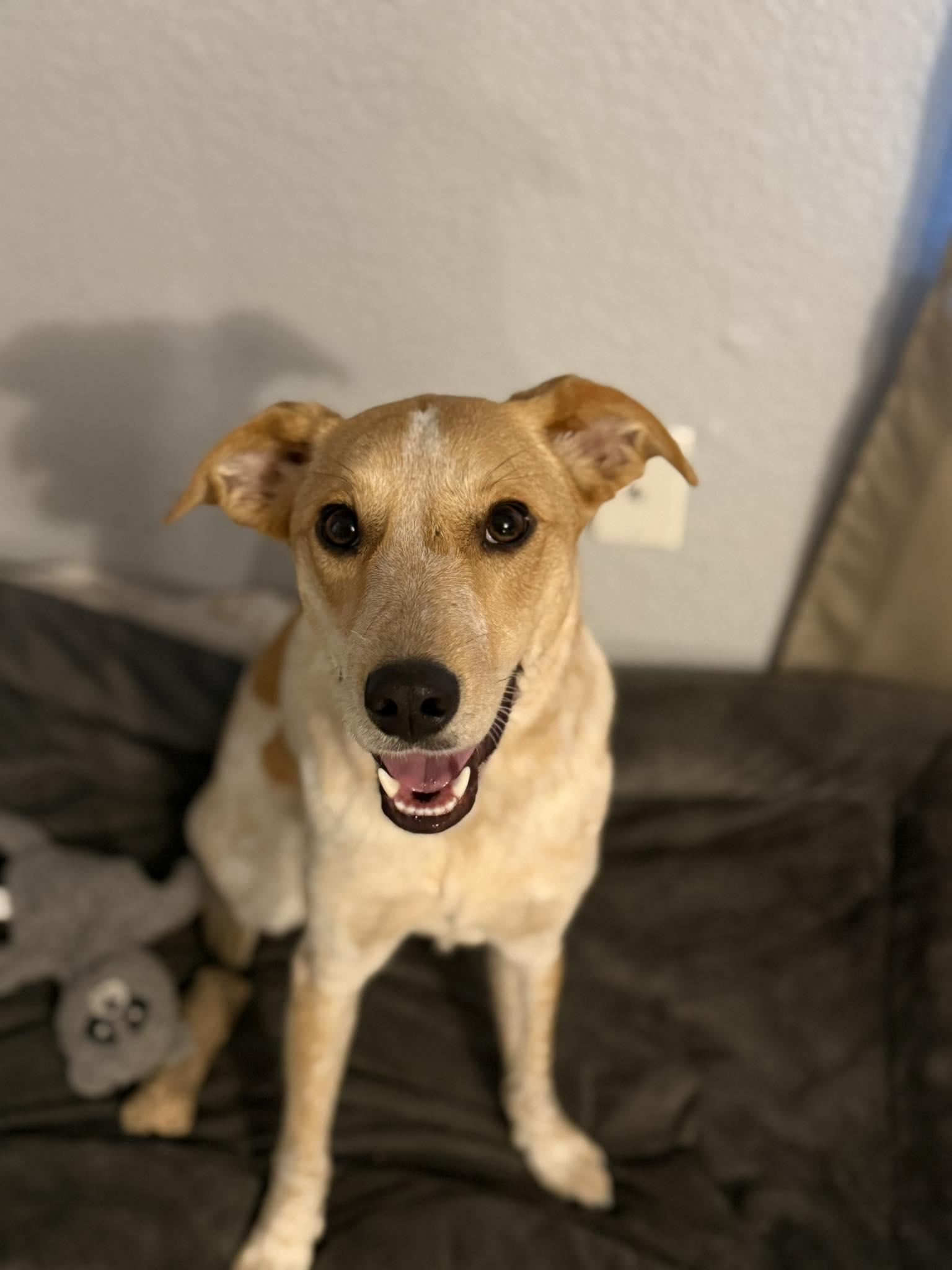 Ivy, adoptable, Young Female Australian Cattle Dog / Blue Heeler.