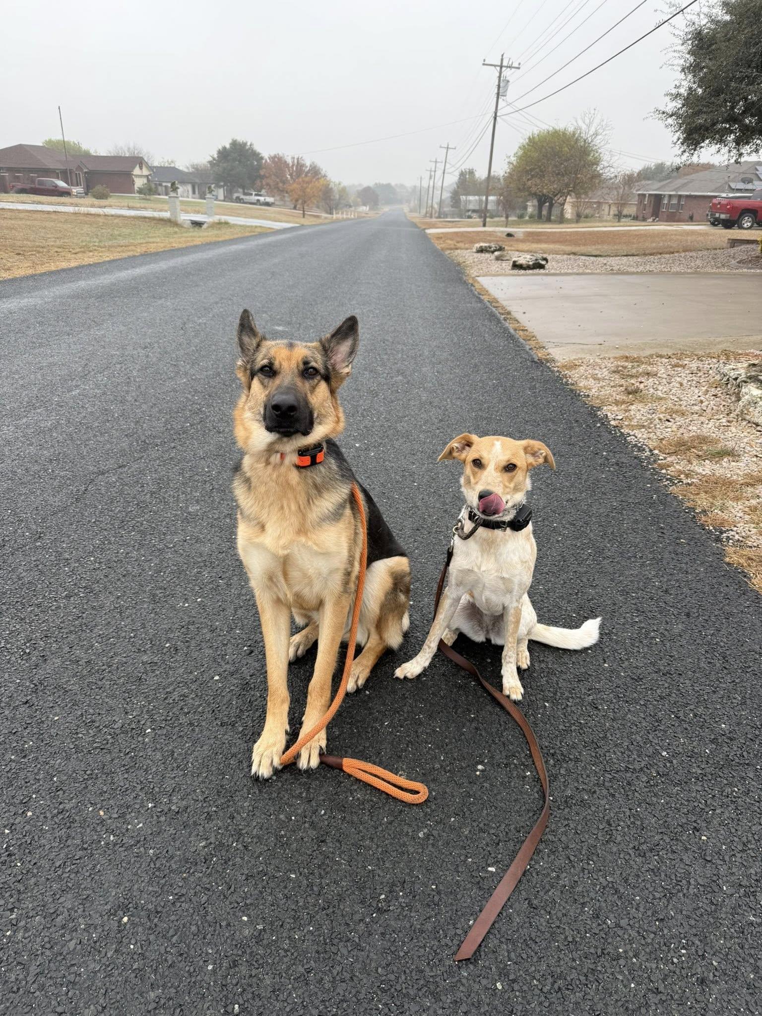 Enlarge Ivy, an adoptable mixed breed in Temple, TX image 6/6