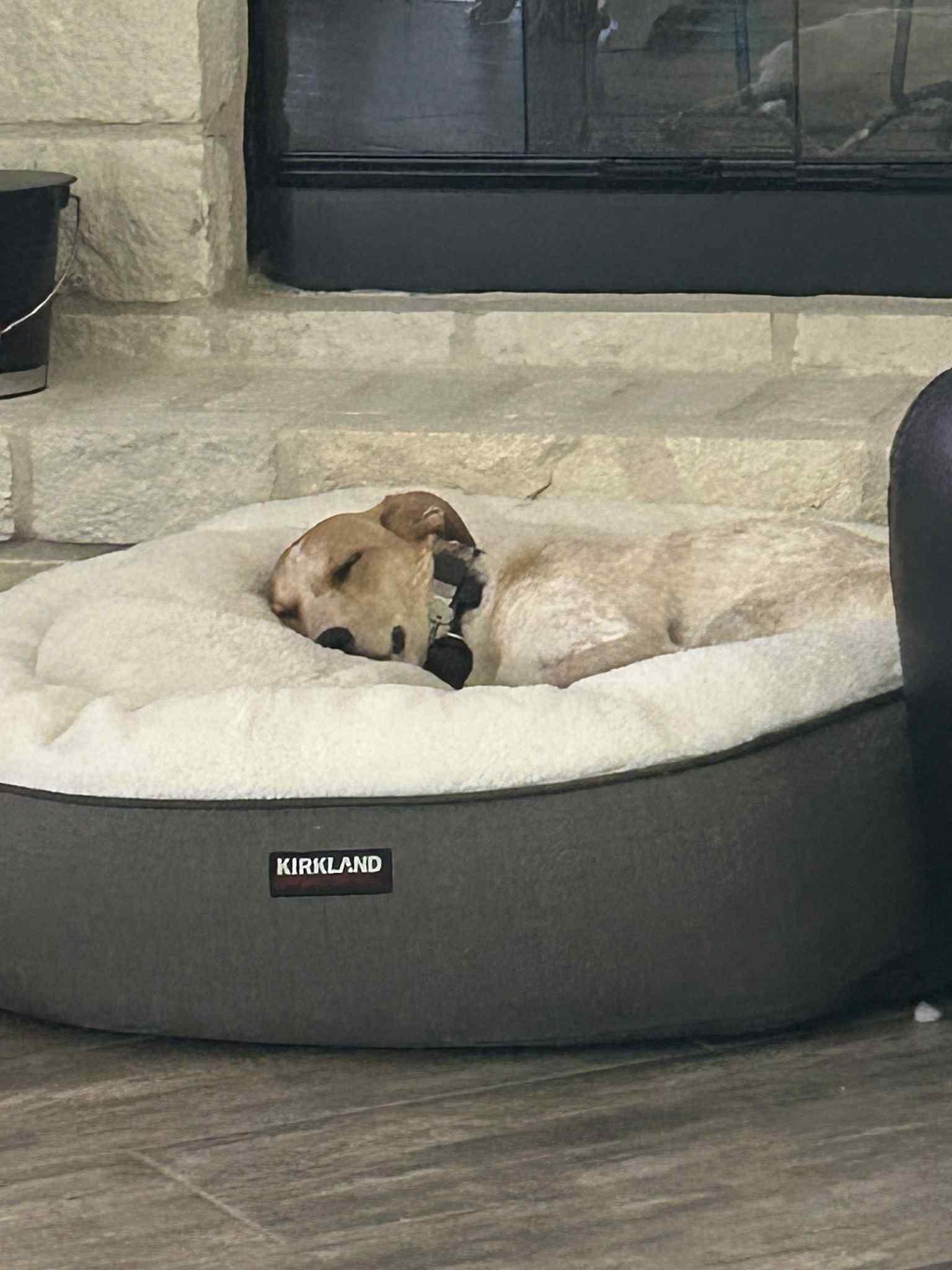 Ivy, a Adoptable mixed breed in Temple, TX image 3/5