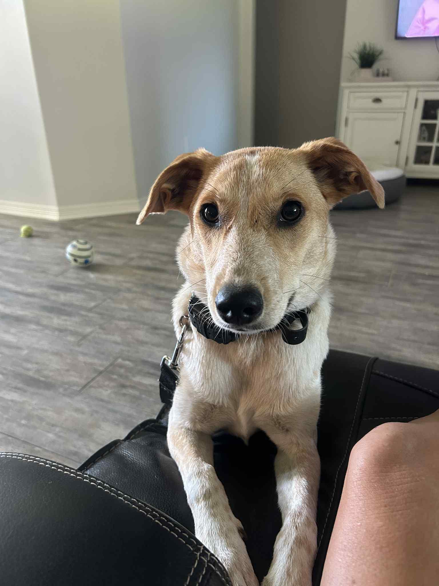 Ivy, a Adoptable mixed breed in Temple, TX image 5/5