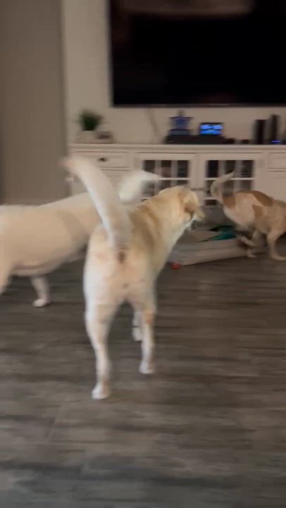 Enlarge Ivy, a Adoptable mixed breed in Temple, TX video 2/5