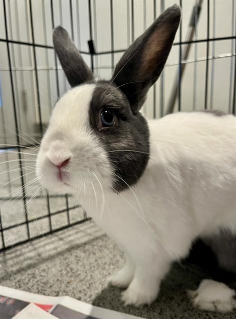 Enlarge REX, a Adoptable Bunny Rabbit in San Francisco, CA image 1/1