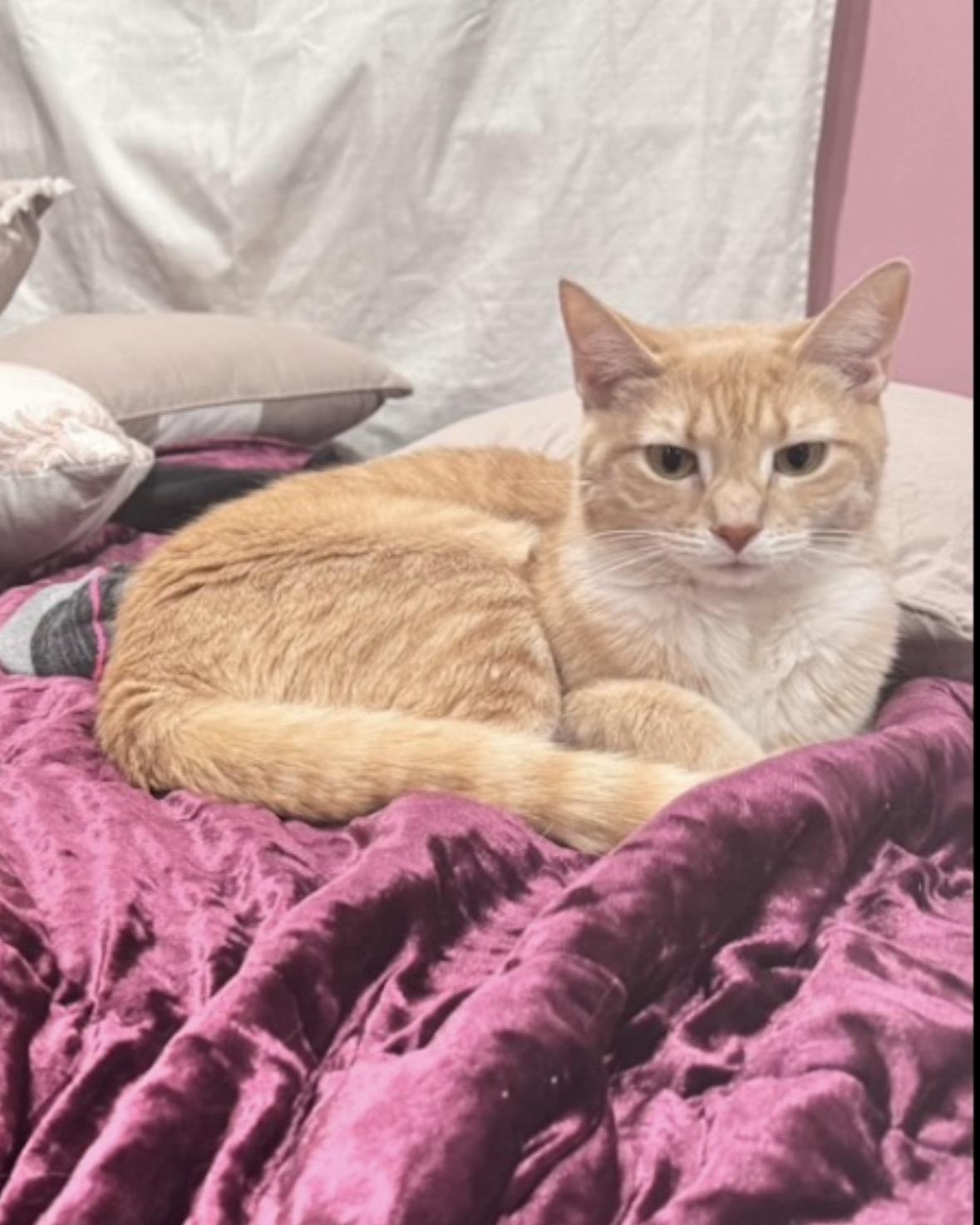 Enlarge Maddy, a ADOPTABLE Domestic Short Hair in Andover, CT image 1/6