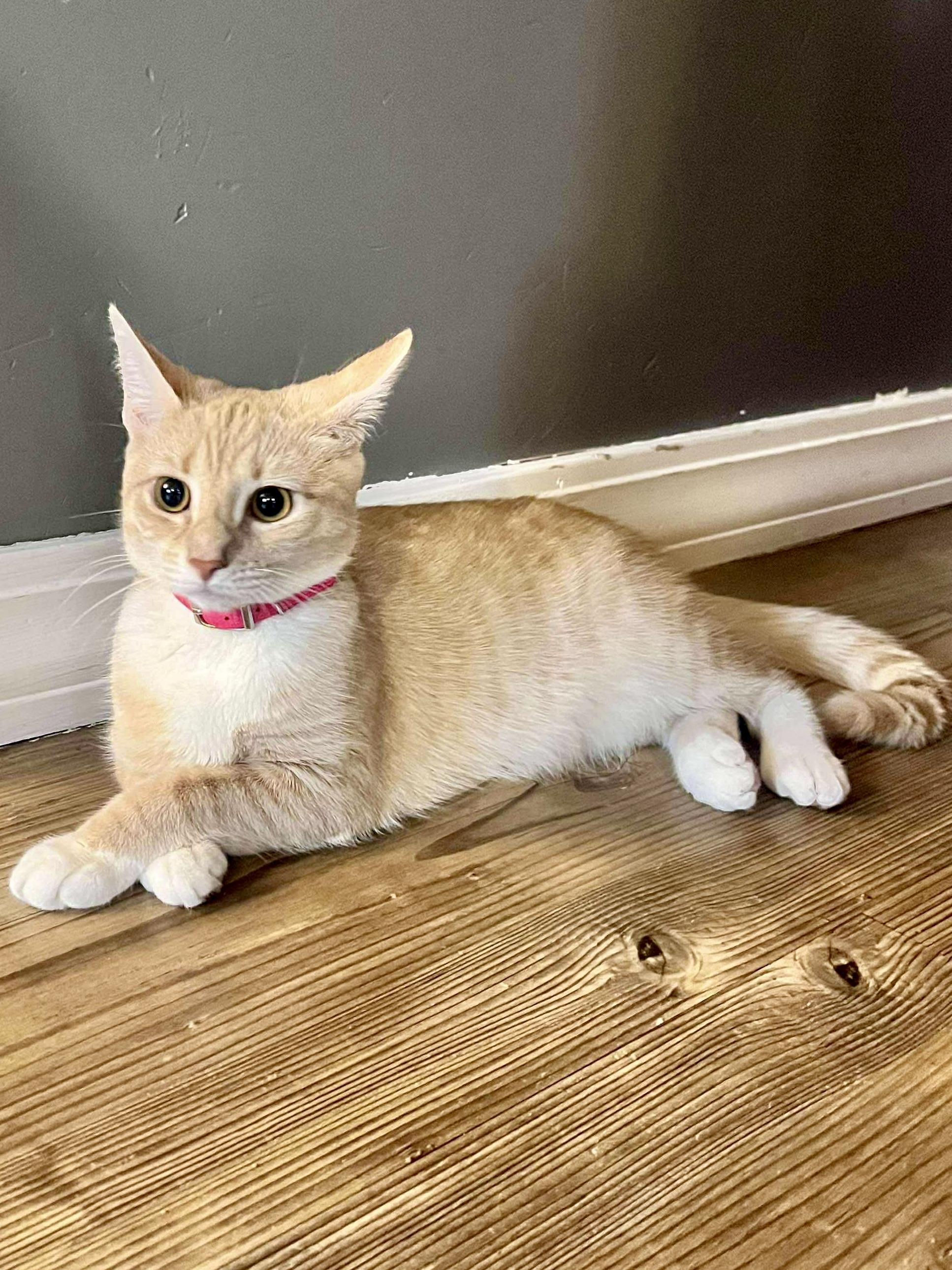 Enlarge Maddy, a ADOPTABLE Domestic Short Hair in Andover, CT image 5/6