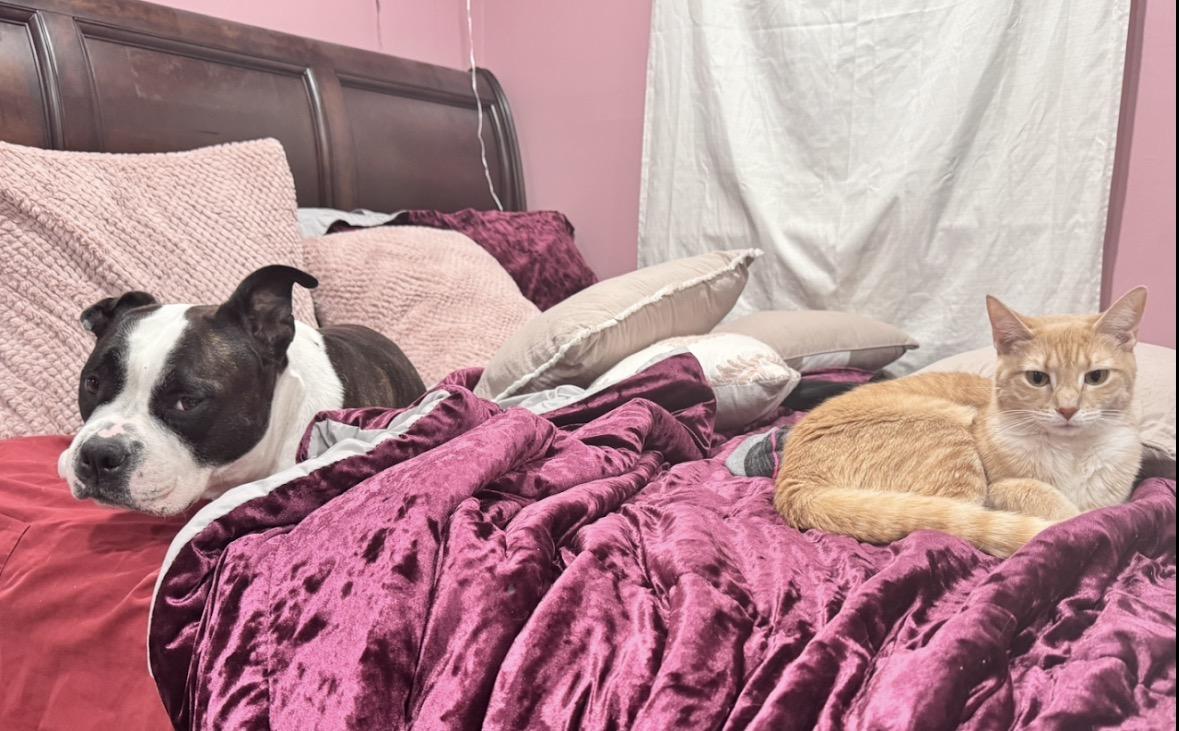 Enlarge Maddy, a ADOPTABLE Domestic Short Hair in Andover, CT image 6/6