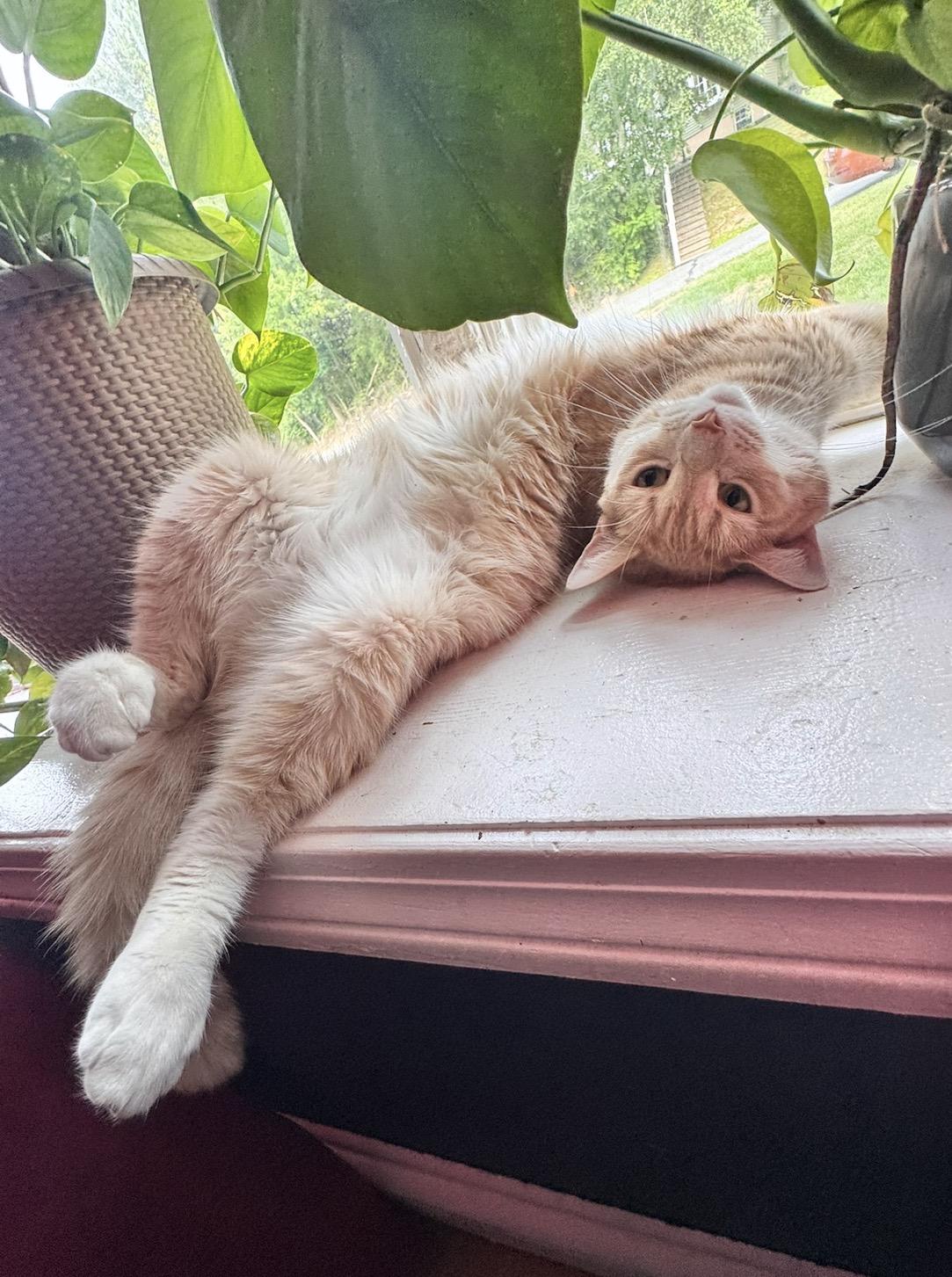 Enlarge Maddy, a ADOPTABLE Domestic Short Hair in Andover, CT image 4/6