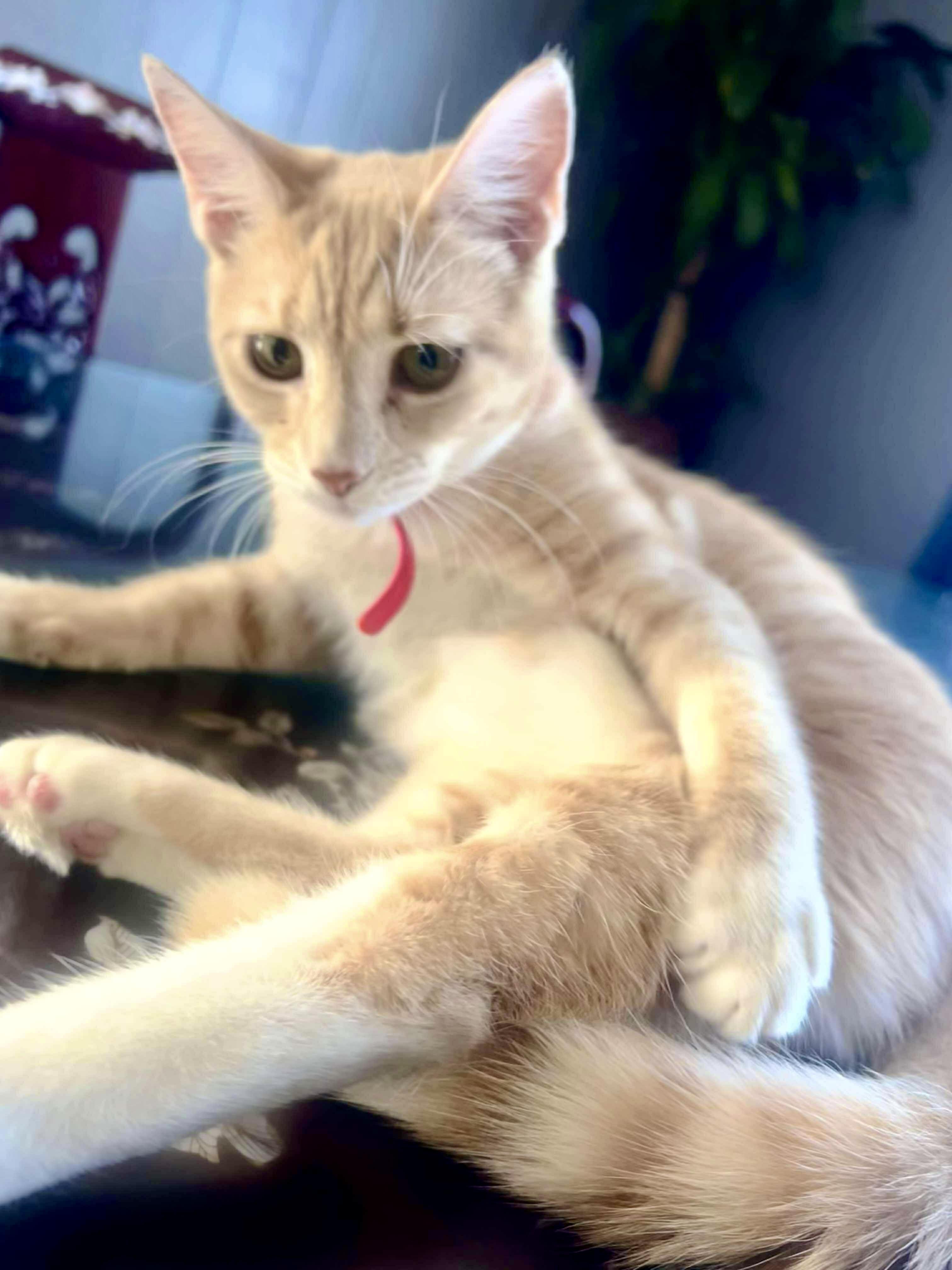 Enlarge Maddy, a ADOPTABLE Domestic Short Hair in Andover, CT image 3/6