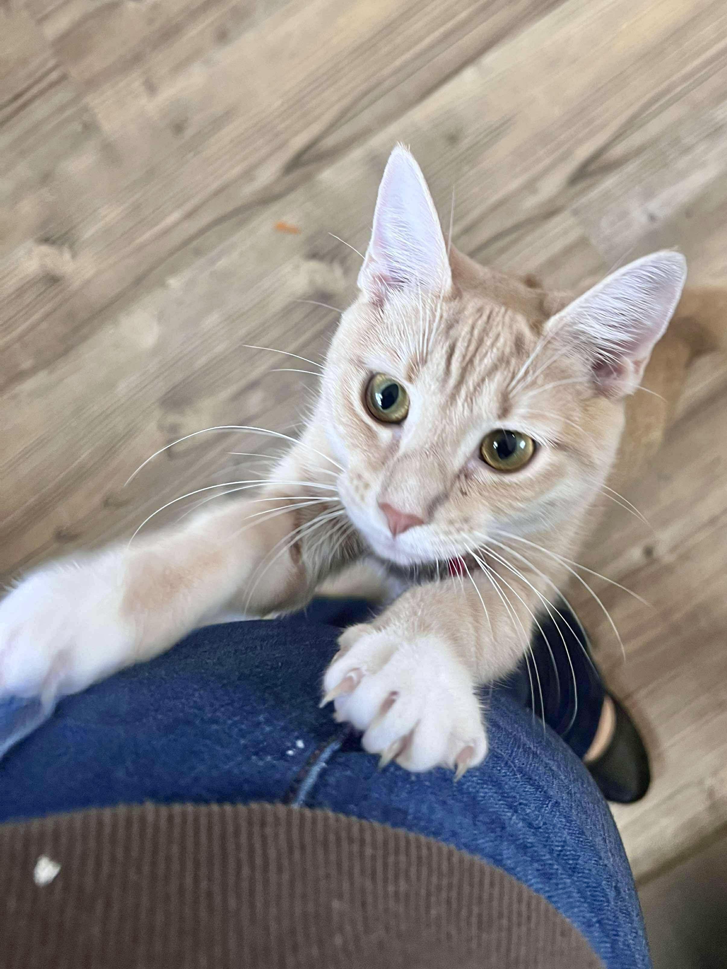 Enlarge Maddy, a ADOPTABLE Domestic Short Hair in Andover, CT image 2/6