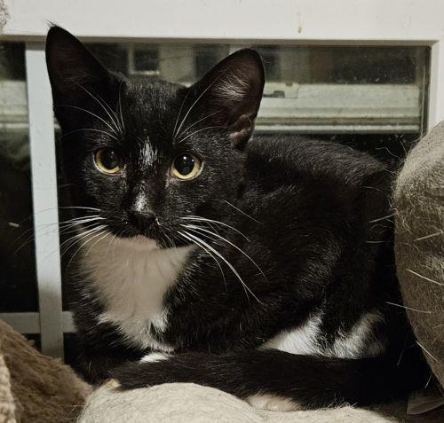 Hero, Adoptable, Young Male Tuxedo & Domestic Short Hair.
