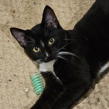 Hero, a Adoptable mixed breed in Lenhartsville, PA image 2/3