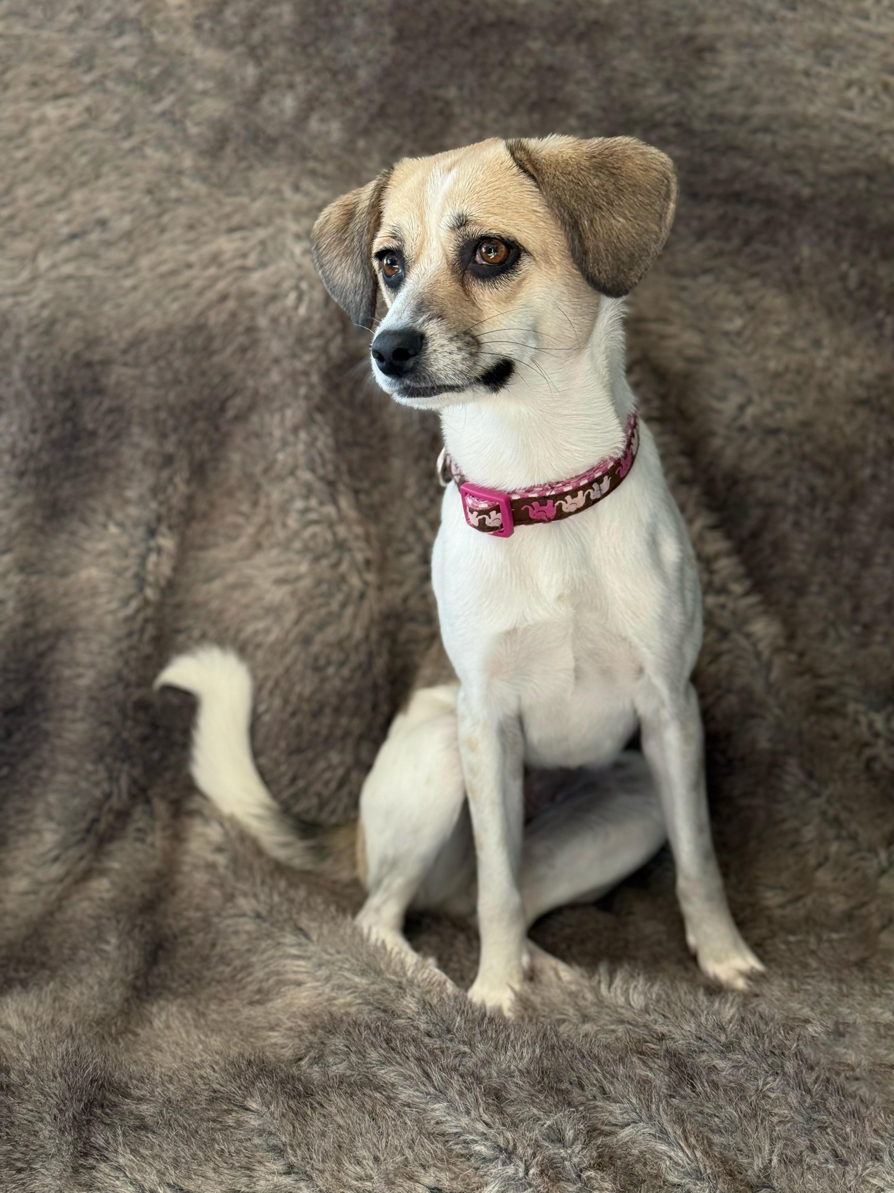 Enlarge Mona, a Adoptable mixed breed in Eagle, CO image 3/6