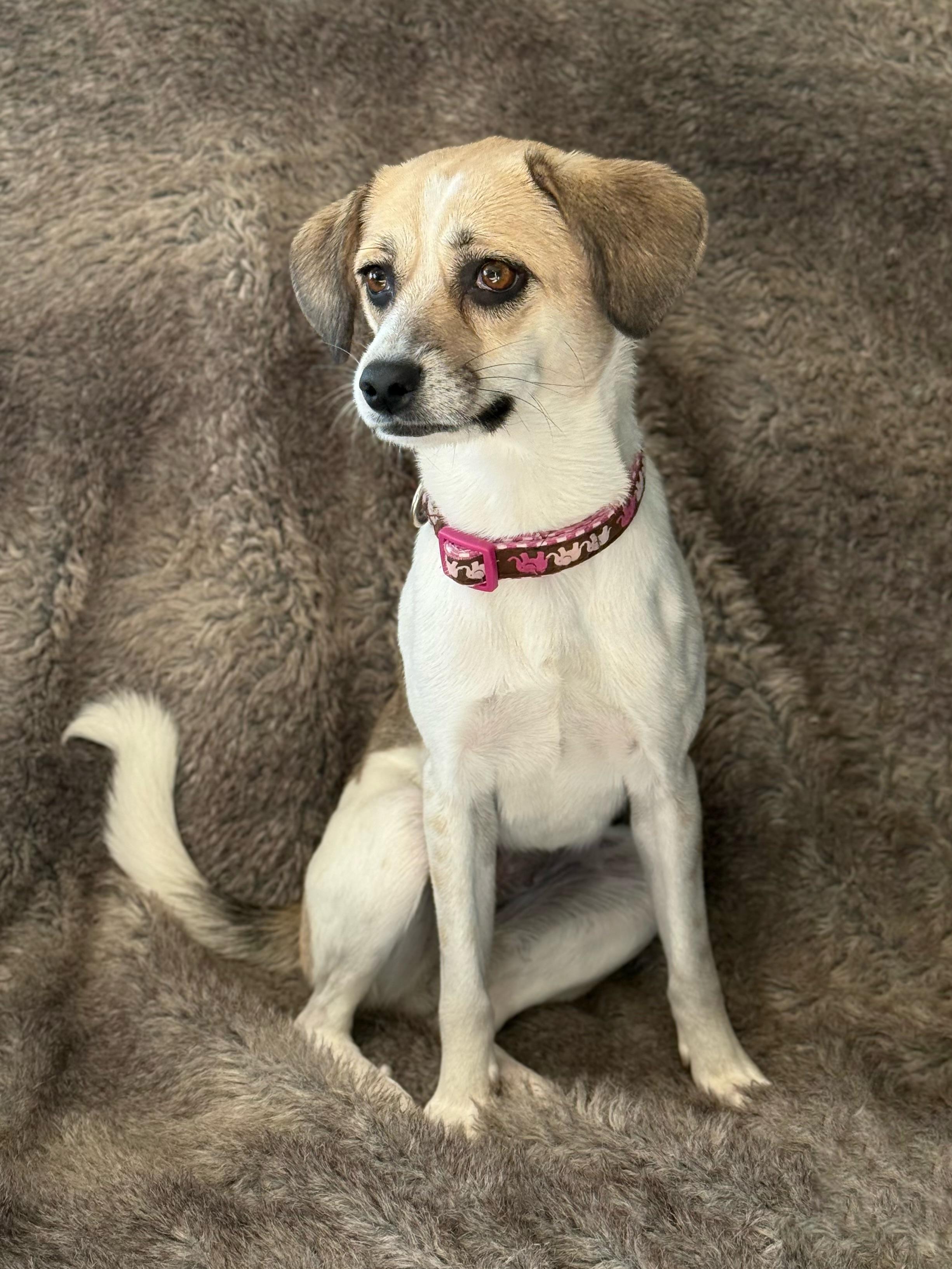 Enlarge Mona, a Adoptable mixed breed in Eagle, CO image 5/6