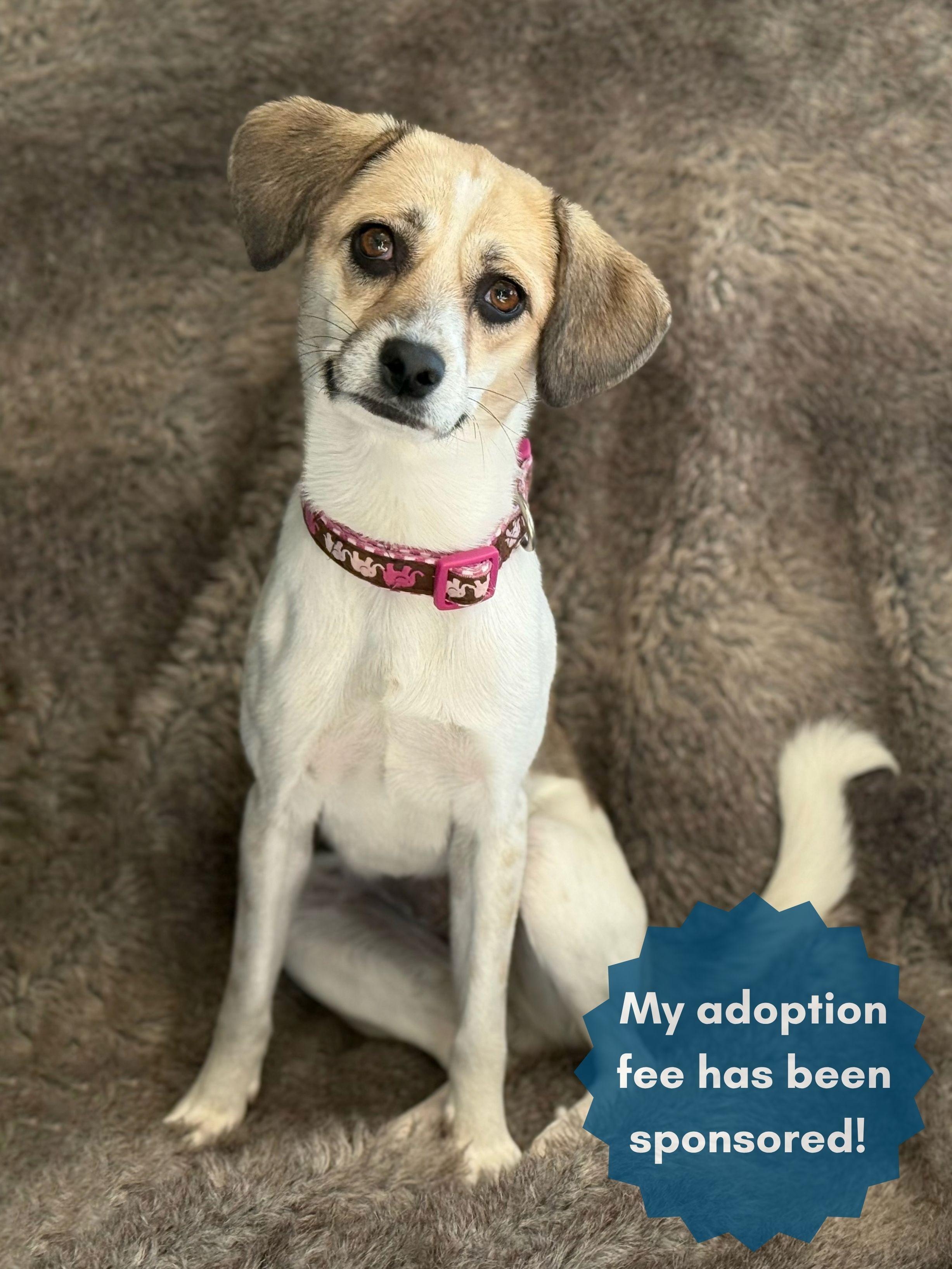 Mona, Adoptable, Young Female Chihuahua & Beagle.