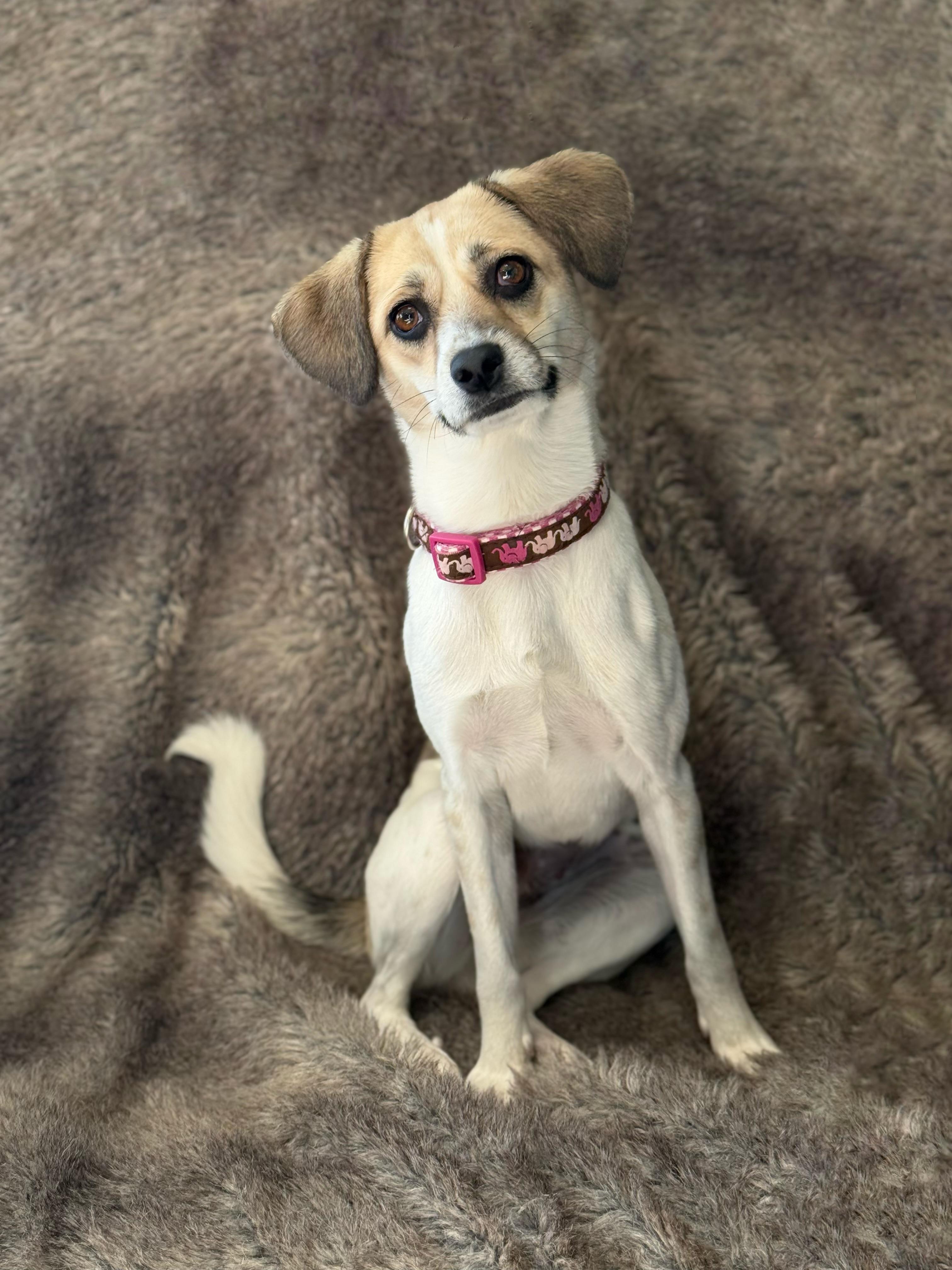 Enlarge Mona, a Adoptable mixed breed in Eagle, CO image 2/6
