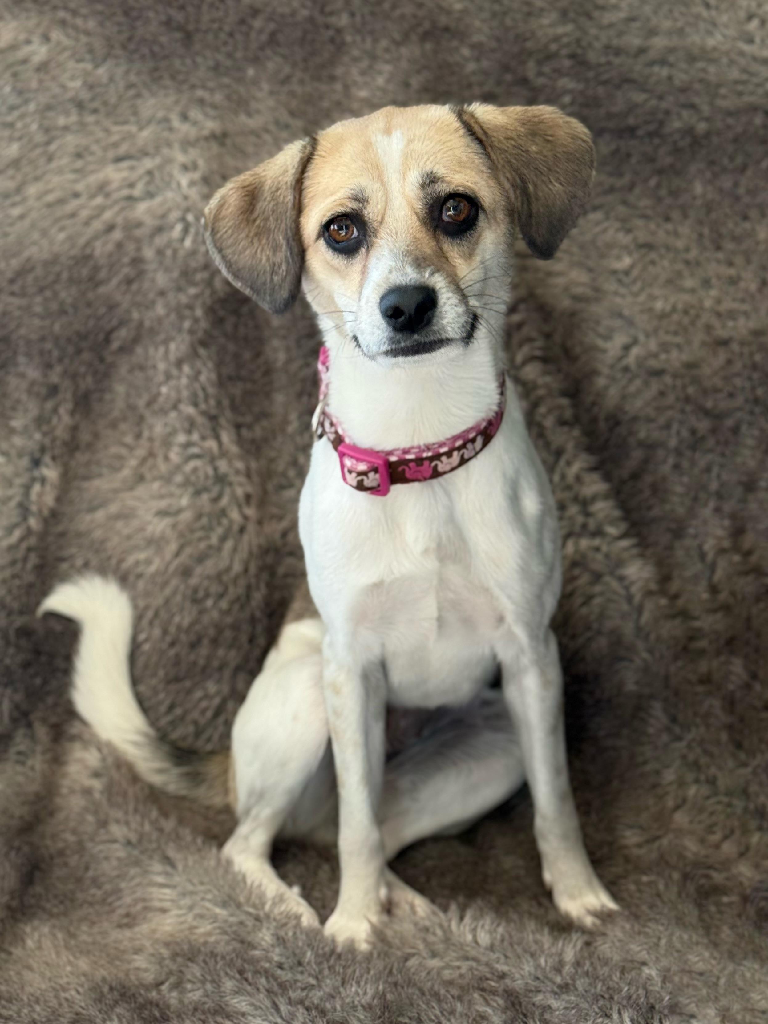 Enlarge Mona, a Adoptable mixed breed in Eagle, CO image 6/6