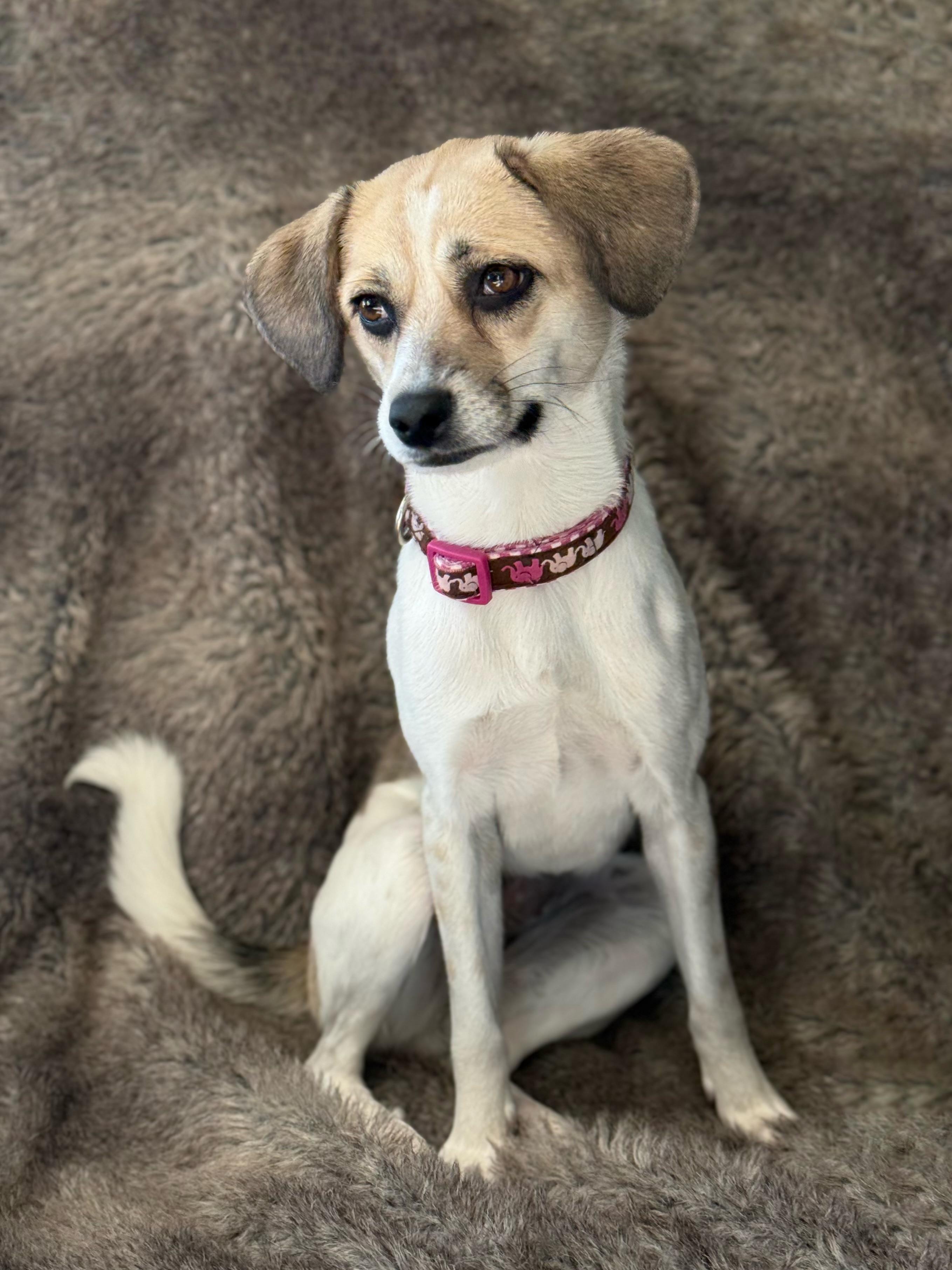 Enlarge Mona, a Adoptable mixed breed in Eagle, CO image 4/6