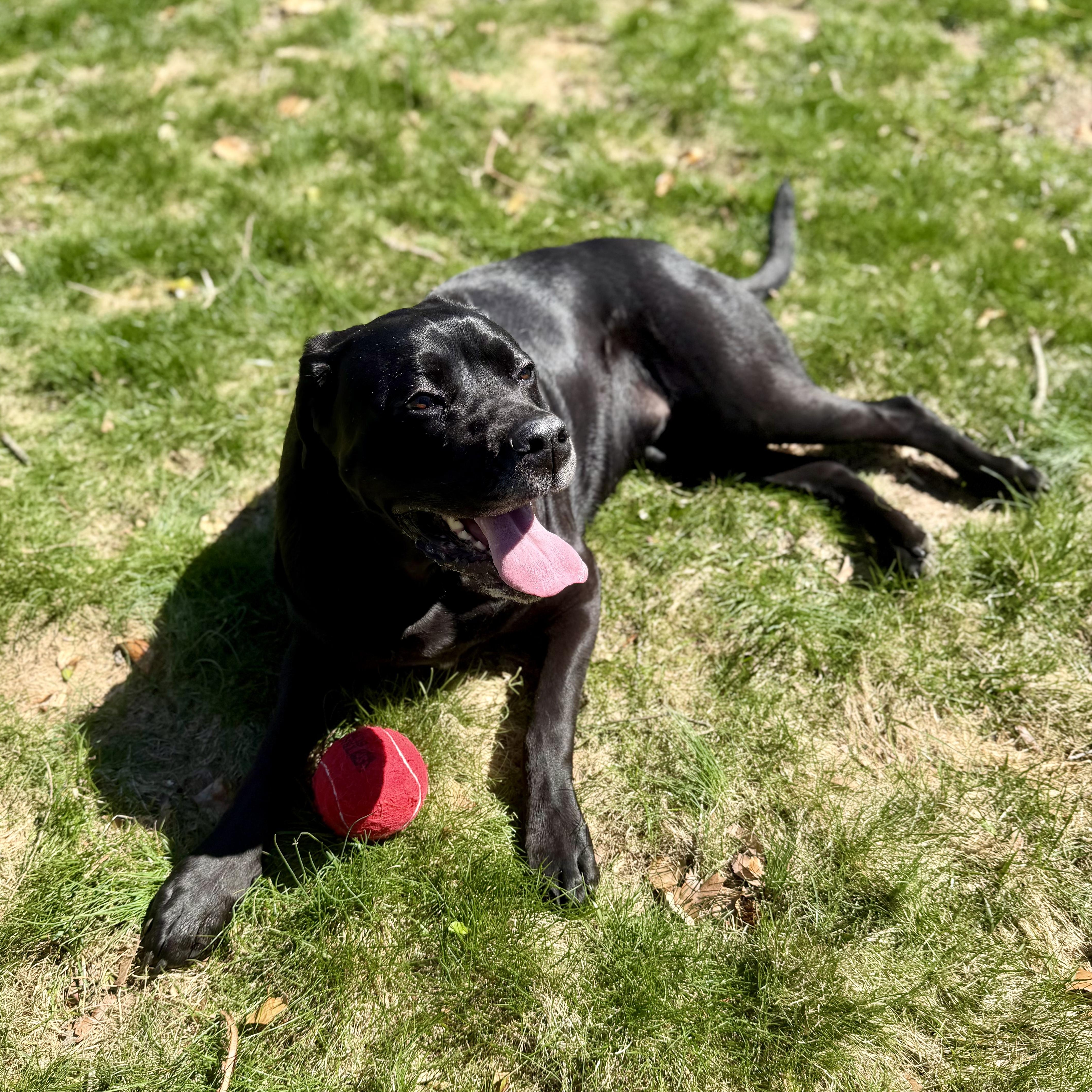 BB, a Adoptable mixed breed in Cranston, RI image 3/3