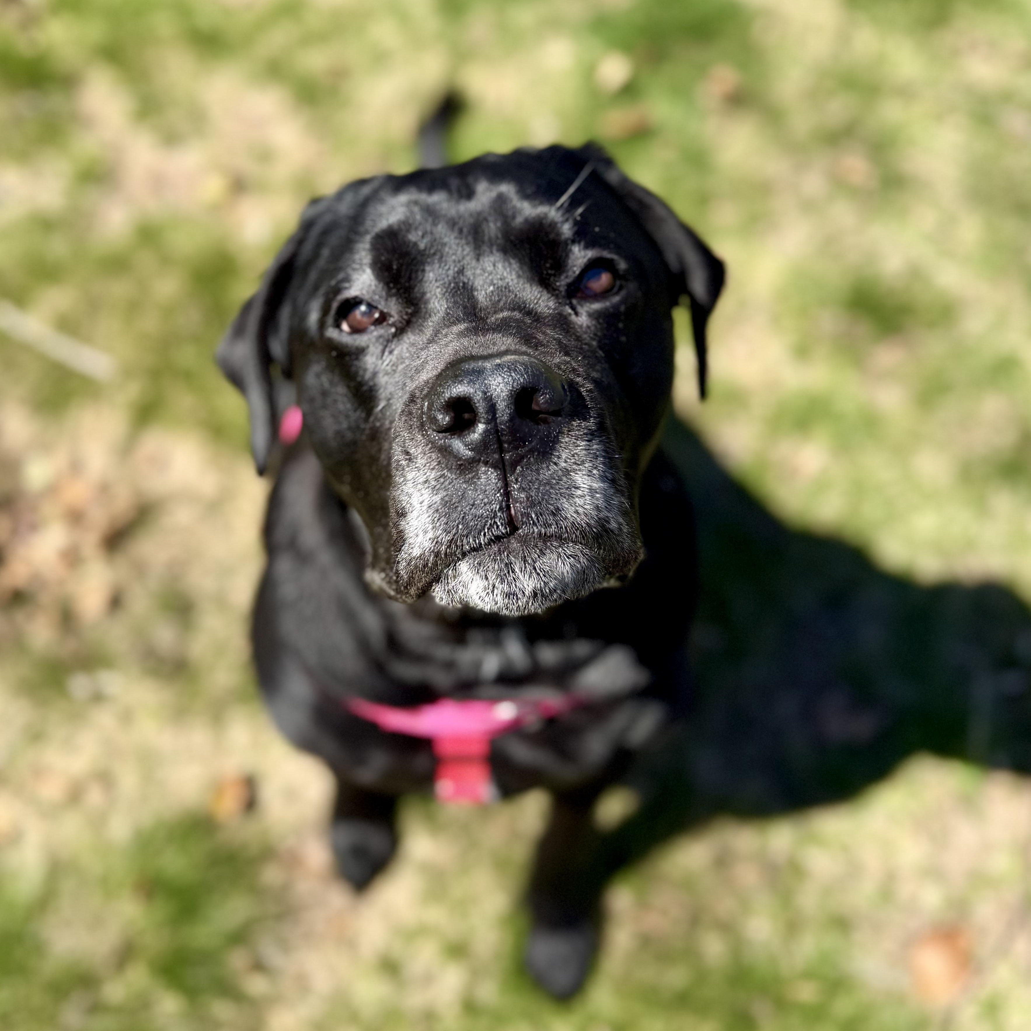 BB, Adoptable, Adult Female Mixed Breed & Cane Corso.