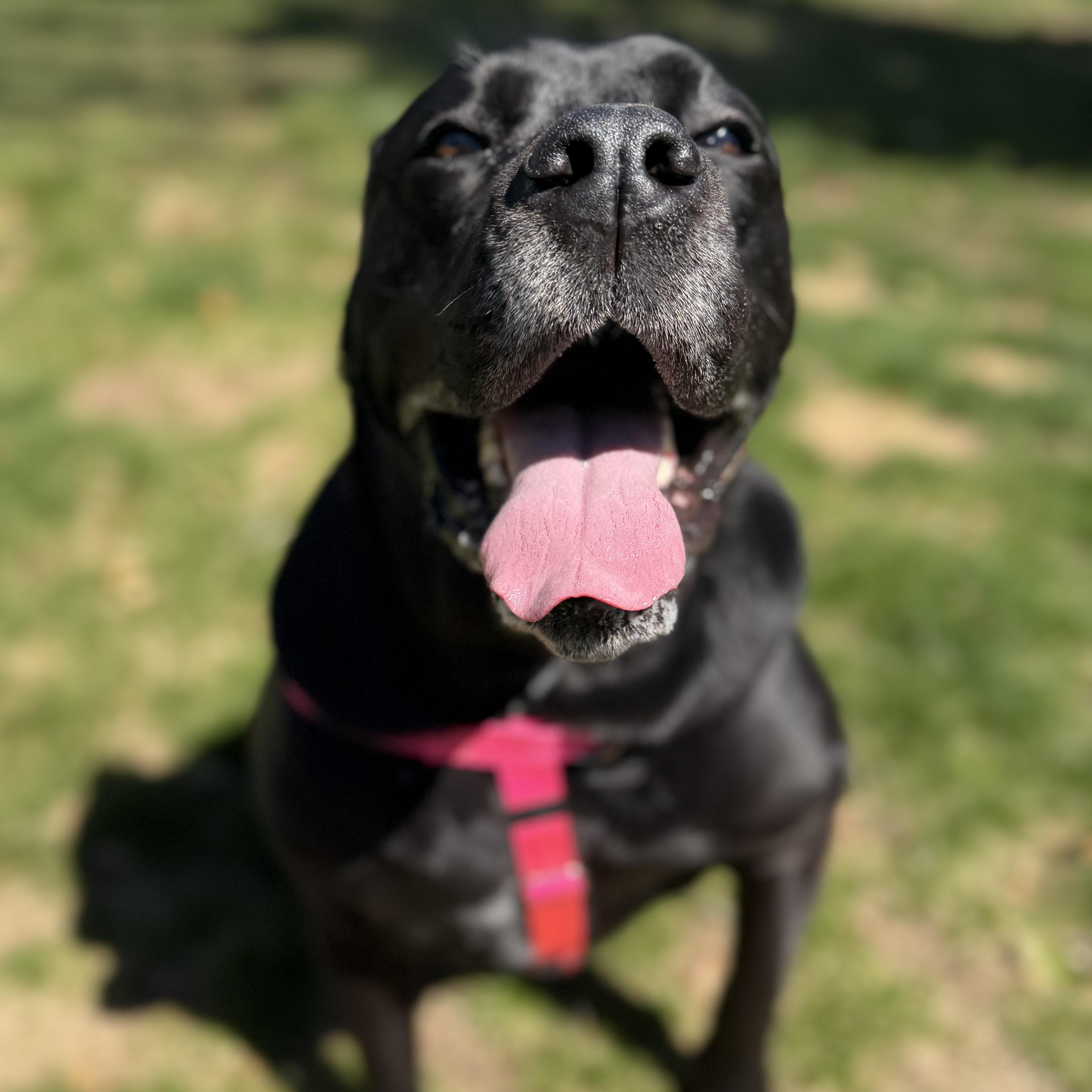 BB, a Adoptable mixed breed in Cranston, RI image 2/3